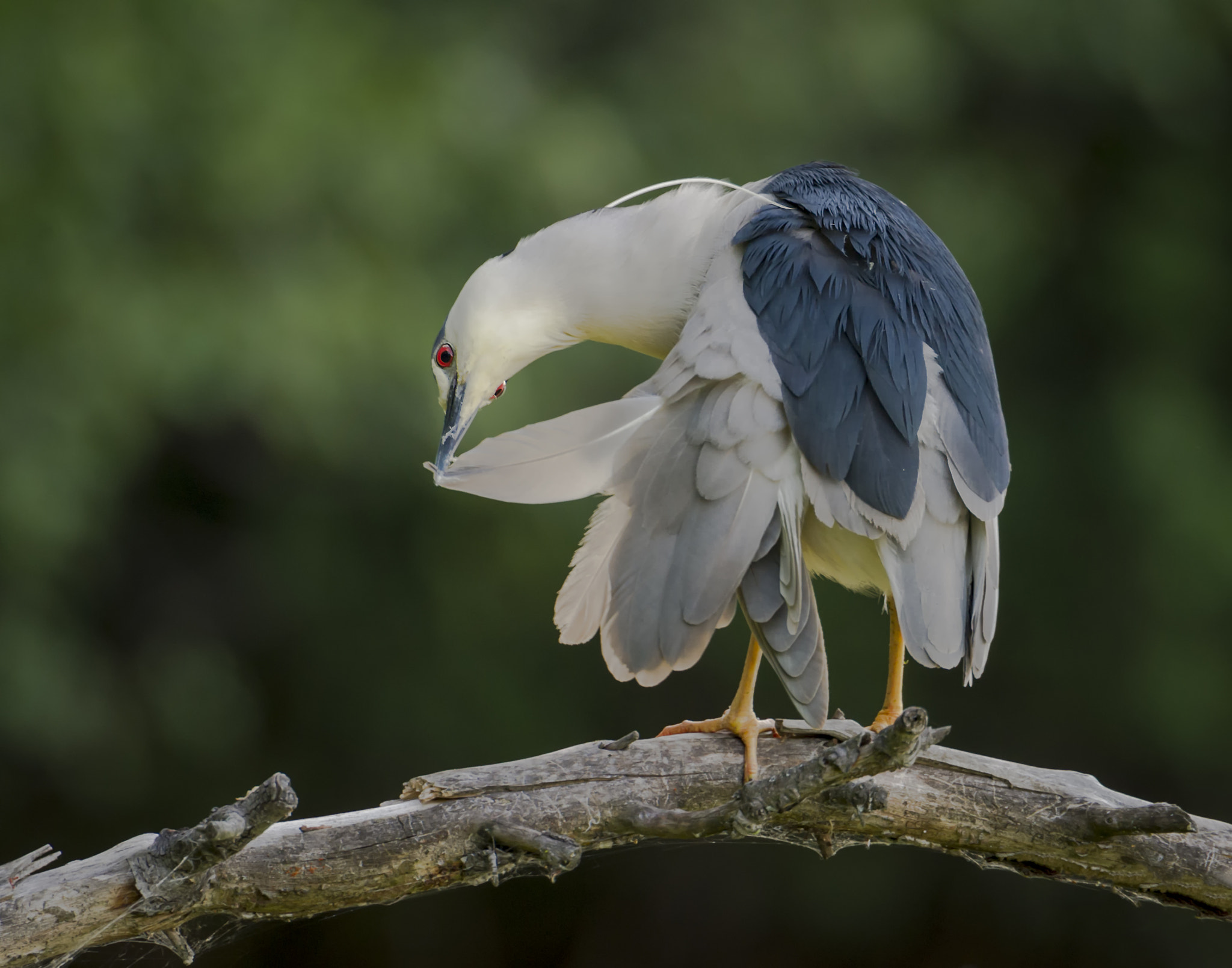 Nikon D3S + Nikon AF-S Nikkor 600mm F4G ED VR sample photo. An eye to grooming... photography