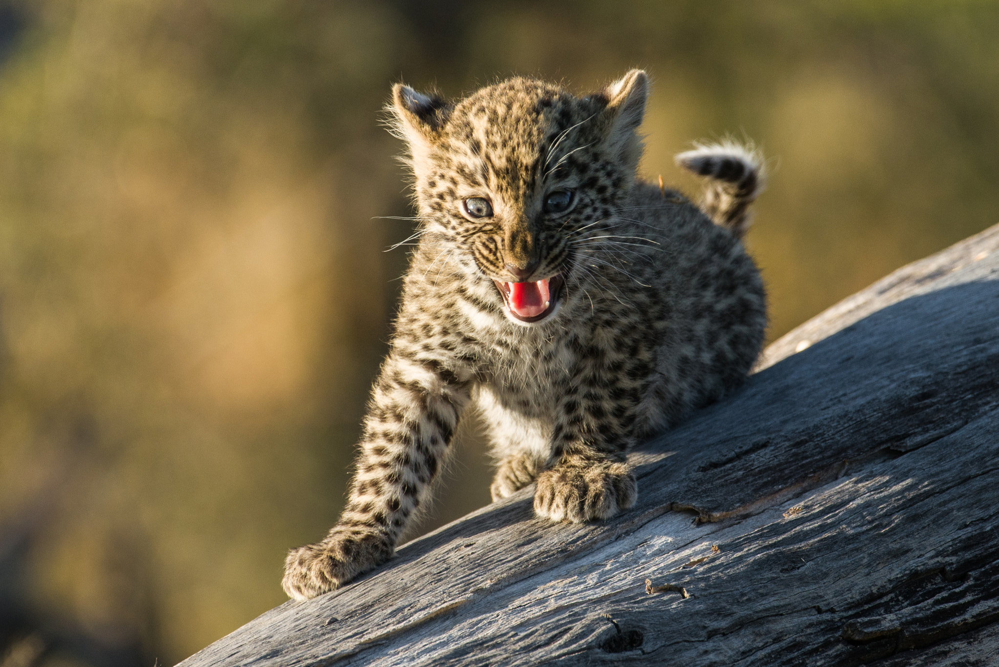 Nikon AF-S Nikkor 200-400mm F4G ED-IF VR sample photo. Crying for mommie photography
