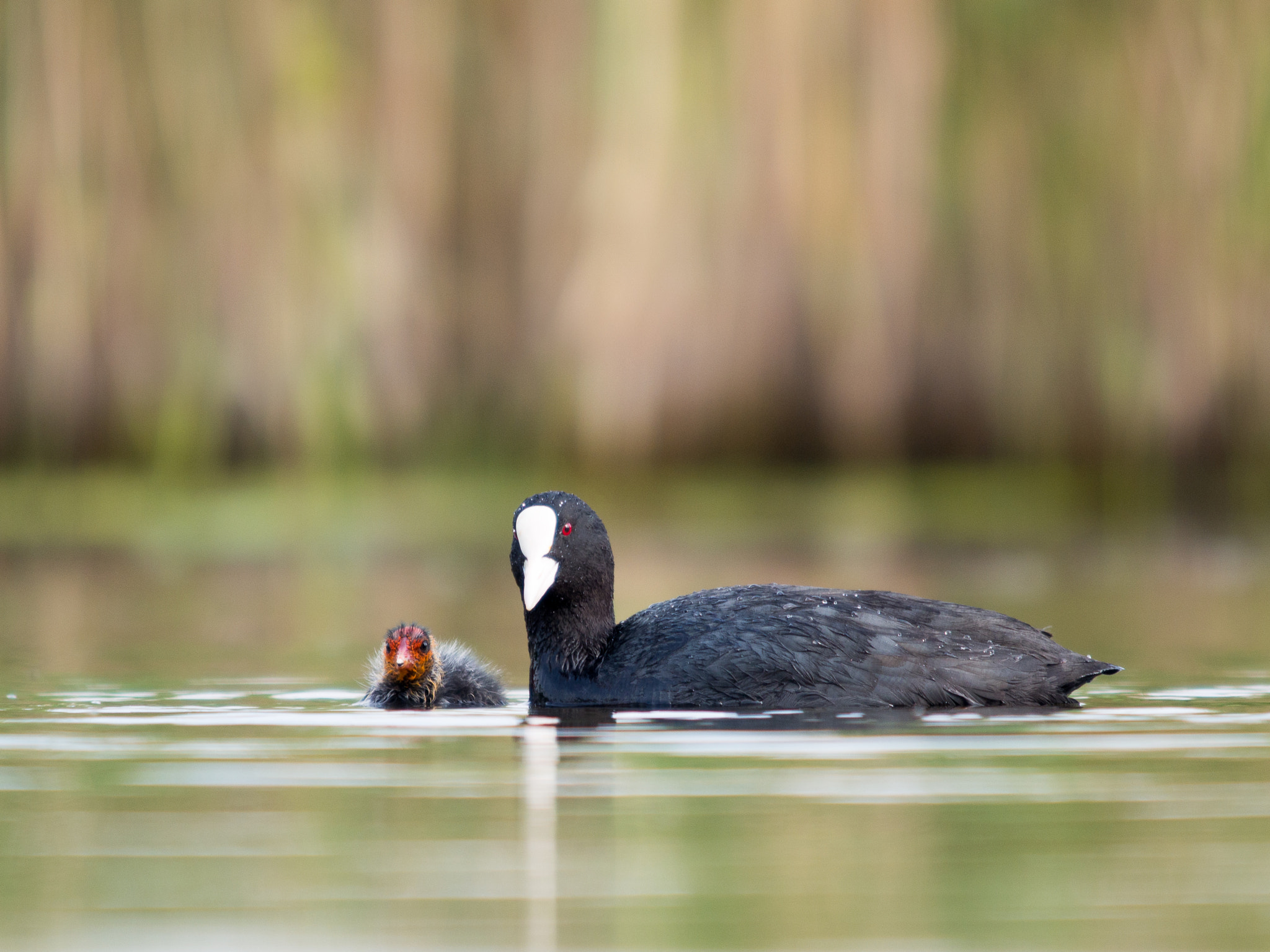 Olympus OM-D E-M1 + OLYMPUS 300mm Lens sample photo. Mum coot and newly hatched chick photography