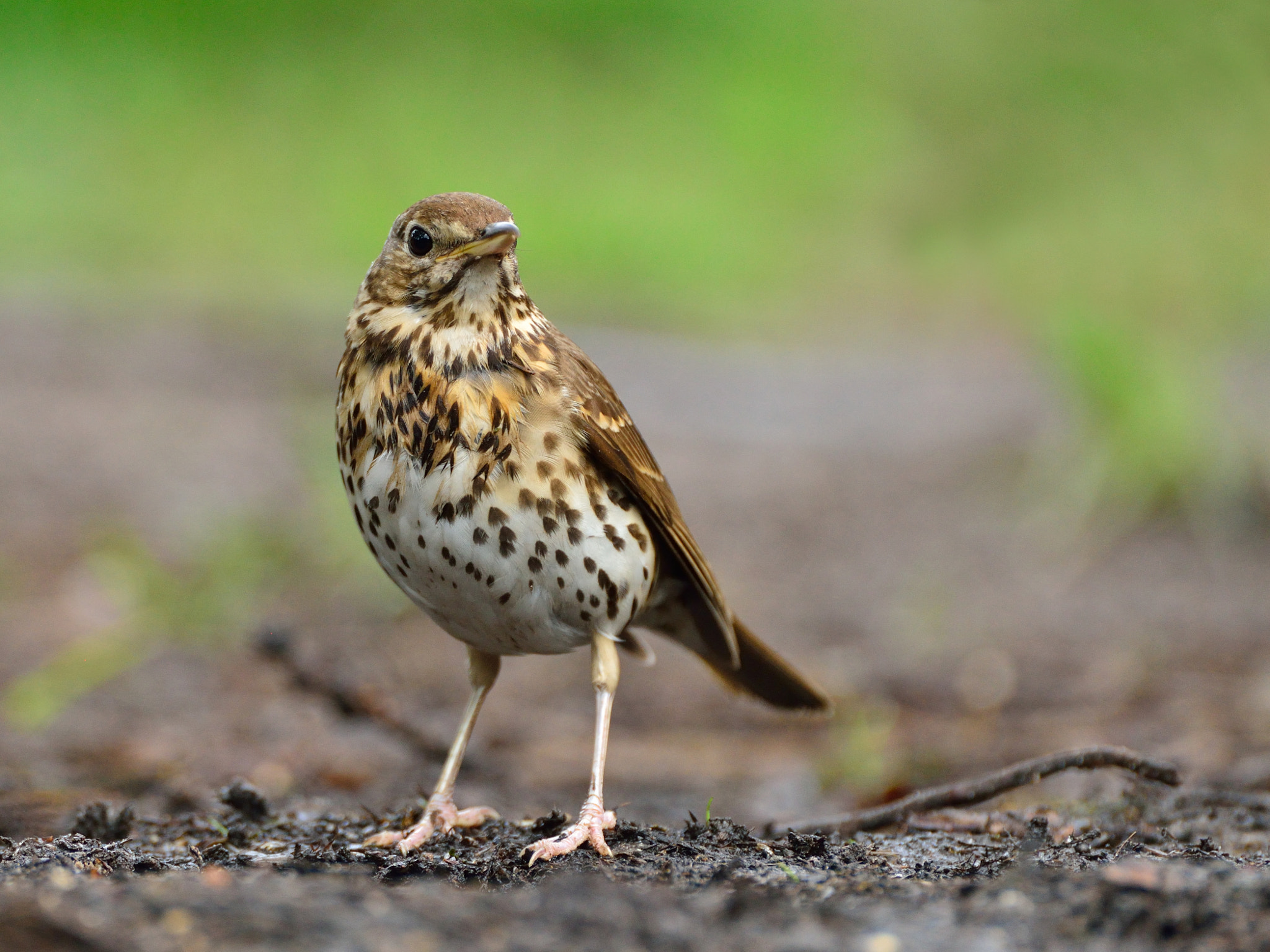 Nikon D600 + Nikon AF-S Nikkor 600mm F4G ED VR sample photo. Zanglijster photography