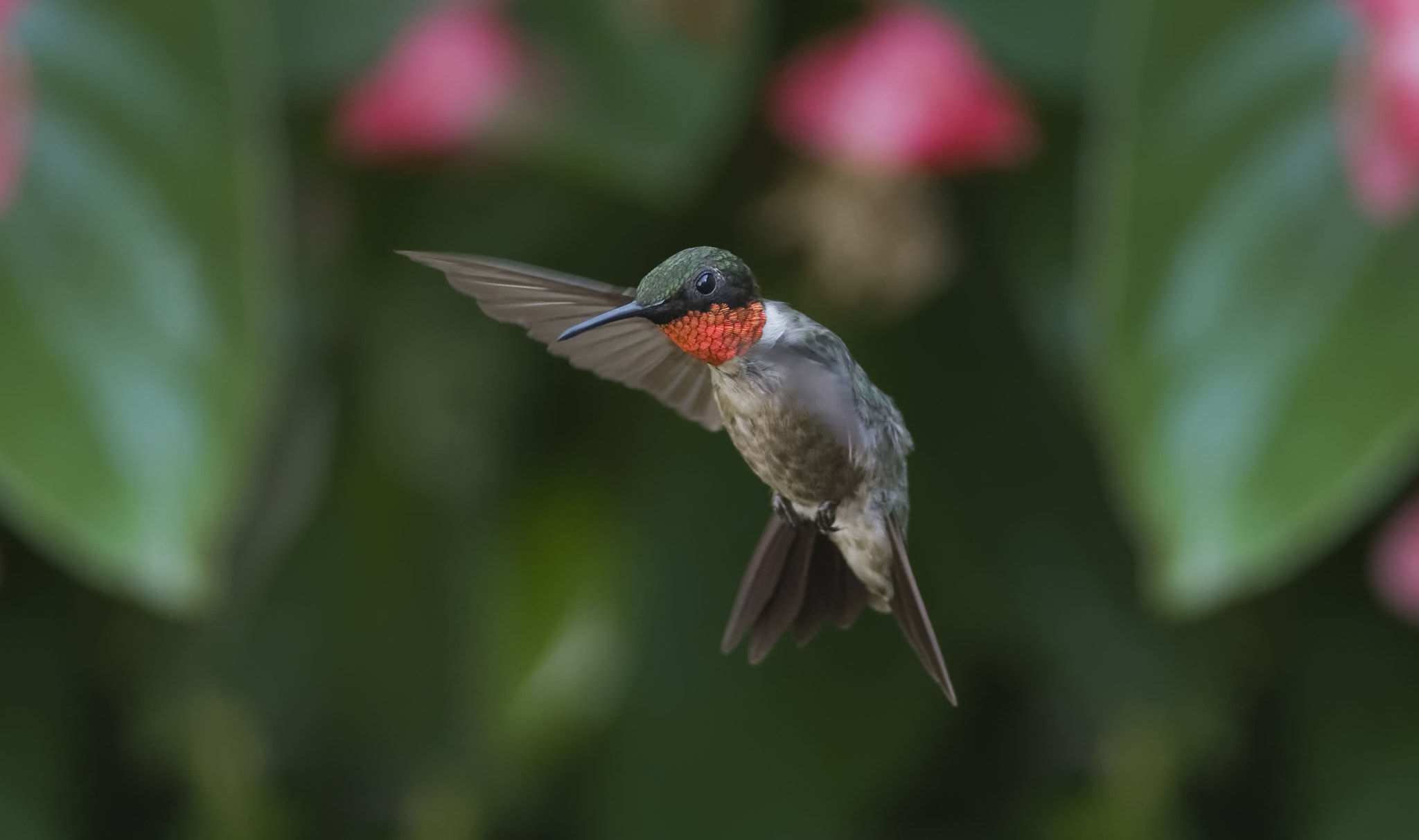 Sigma 50-150mm F2.8 EX APO DC HSM II sample photo. Begonia fly by photography