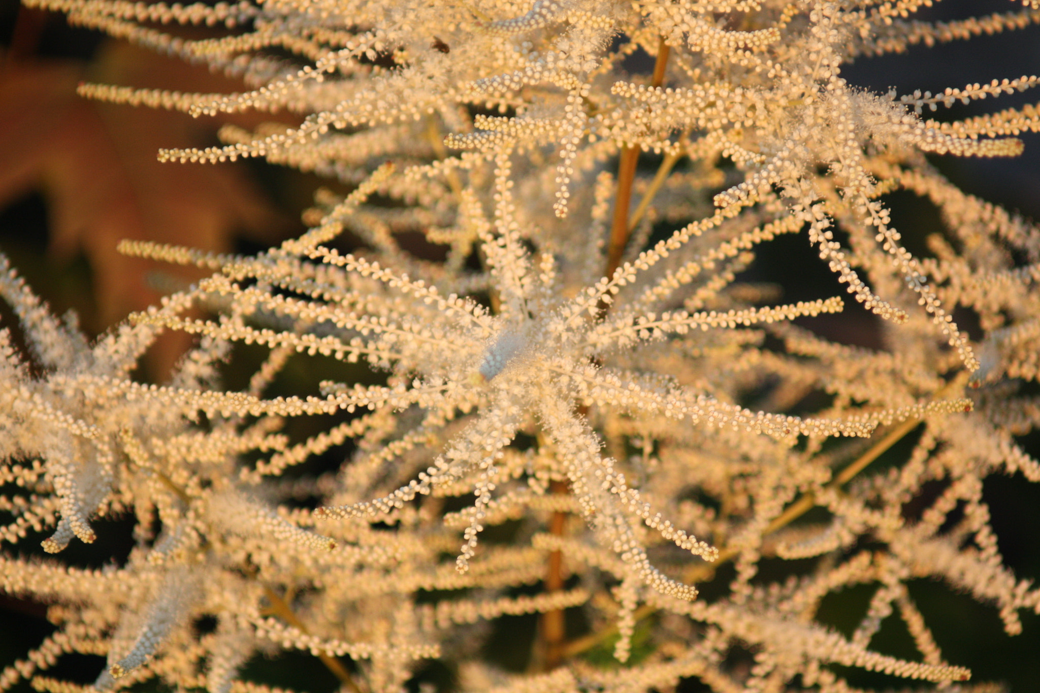 Canon EF 80-200mm F4.5-5.6 II sample photo. In the sun 2 photography