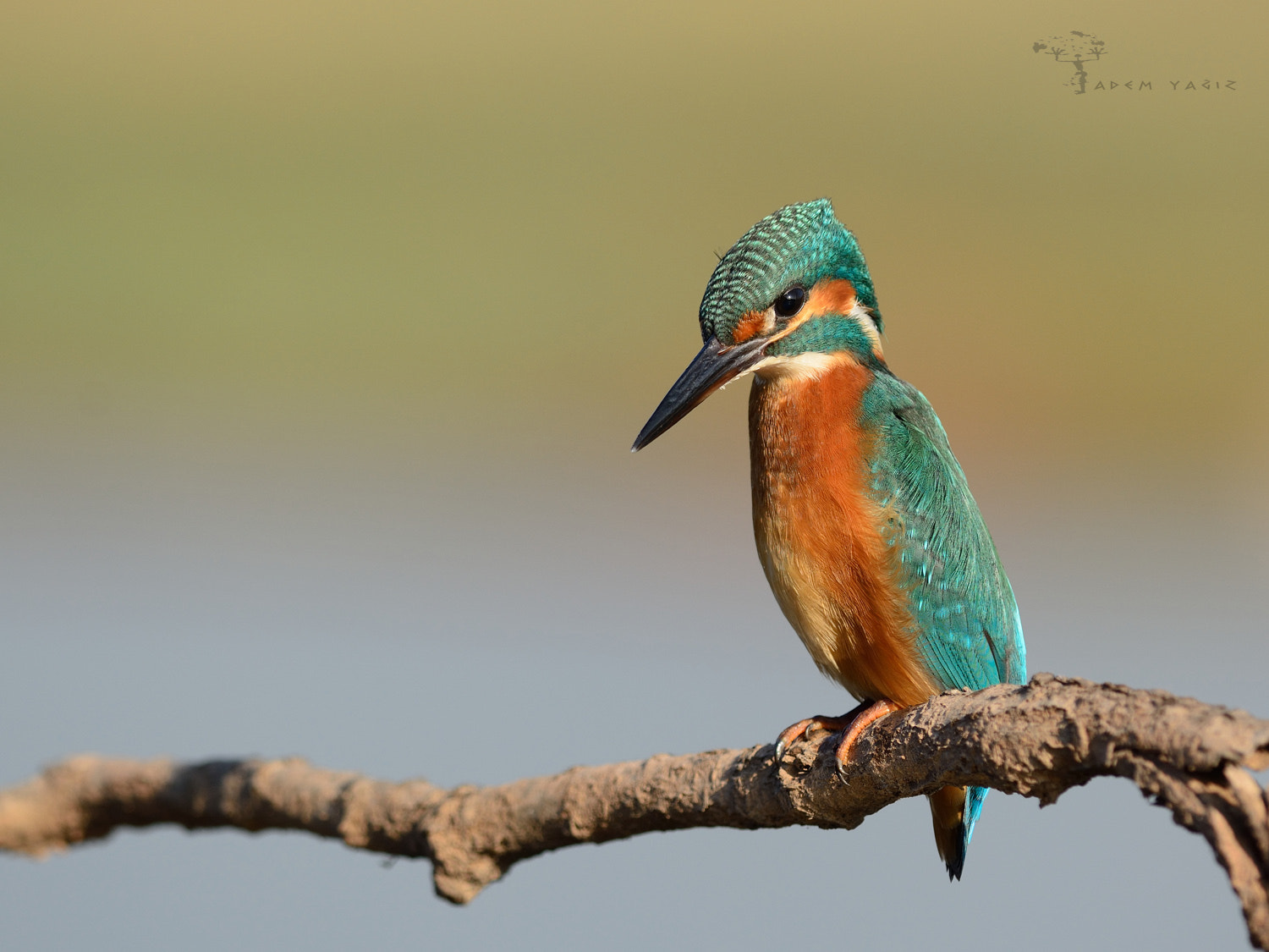 Nikon D7100 + Zoom-Nikkor 1200-1700mm f/5.6-8 P ED IF sample photo. King fisher photography