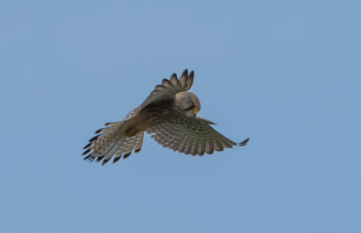 Nikon AF-S Nikkor 300mm F2.8G ED VR II sample photo. Hovering kestrel. photography