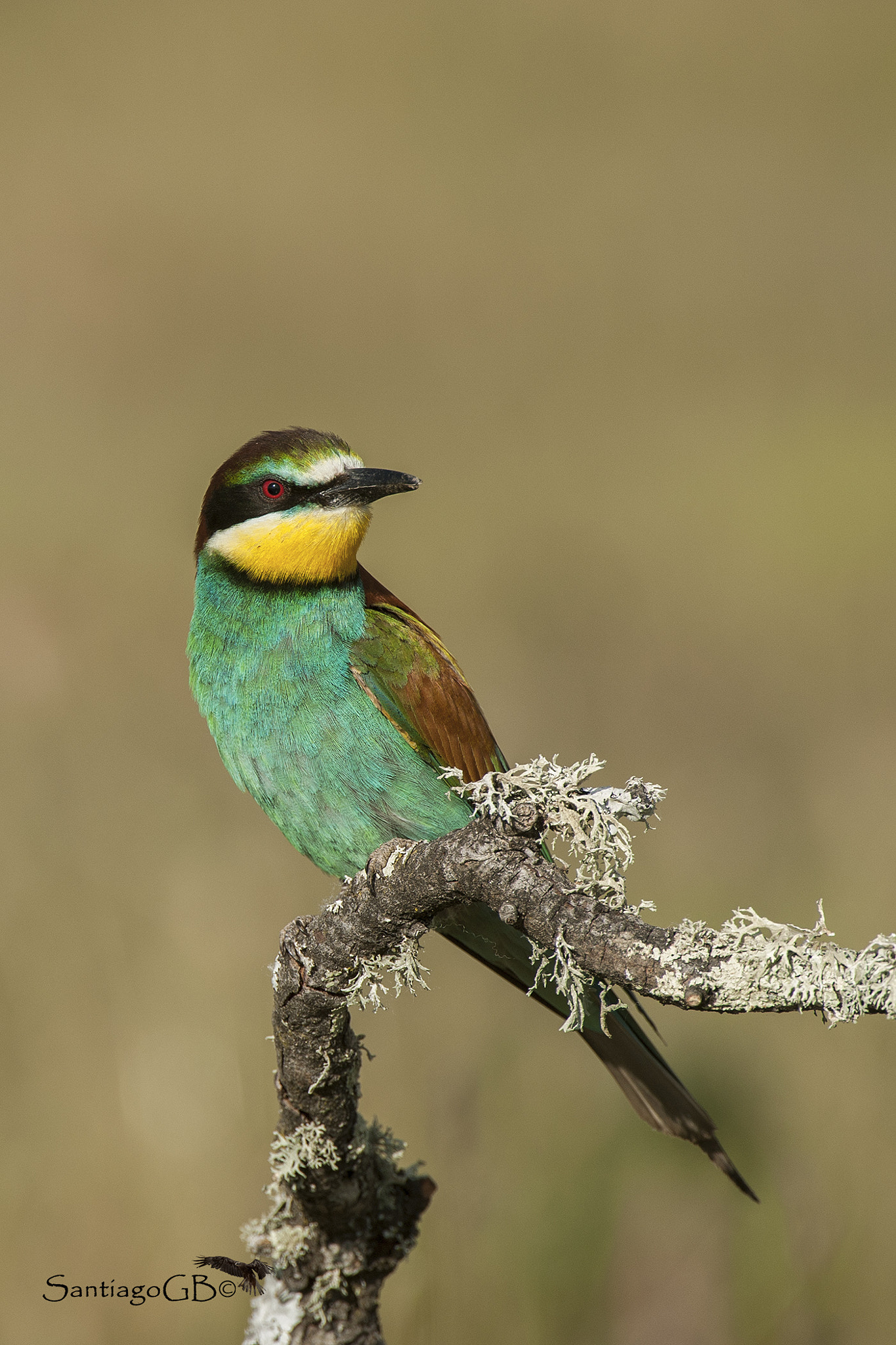 Nikon AF-S Nikkor 200-400mm F4G ED-IF VR sample photo. Abejaruco europeo (merops apiaster) () photography
