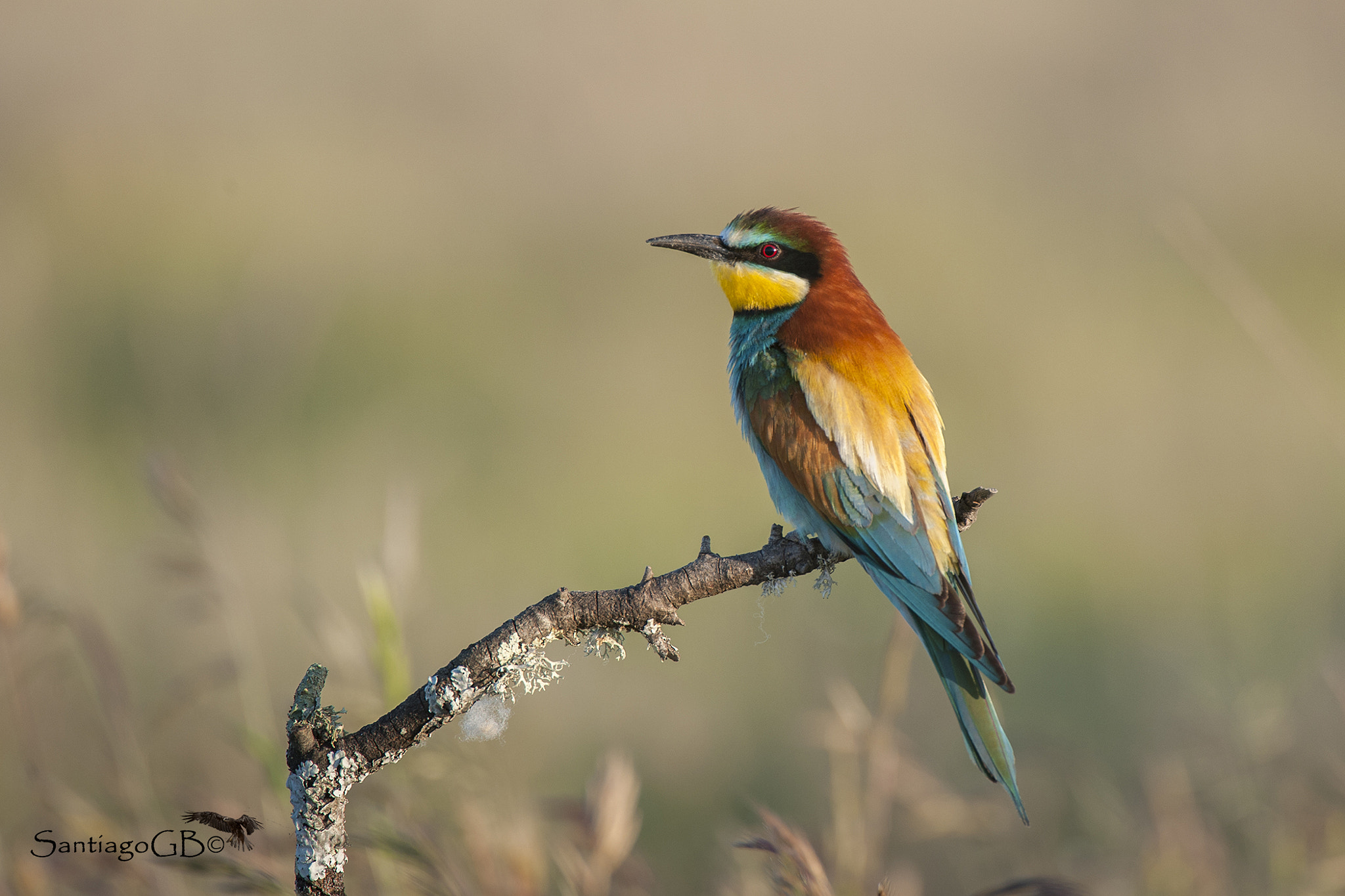 Nikon AF-S Nikkor 200-400mm F4G ED-IF VR sample photo. Abejaruco europeo (merops apiaster) () photography