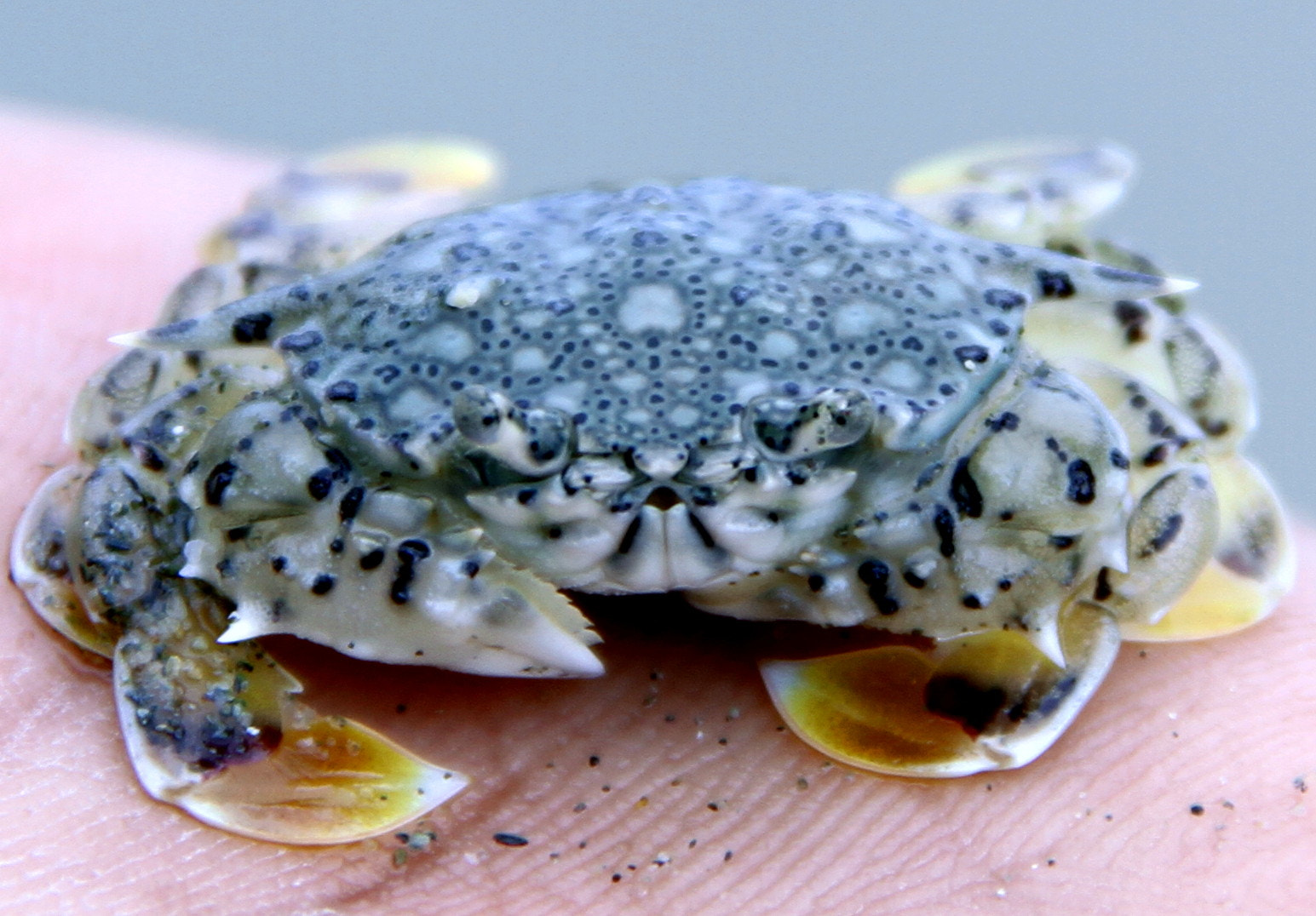 Canon EF-S 18-135mm F3.5-5.6 IS sample photo. Crab photography