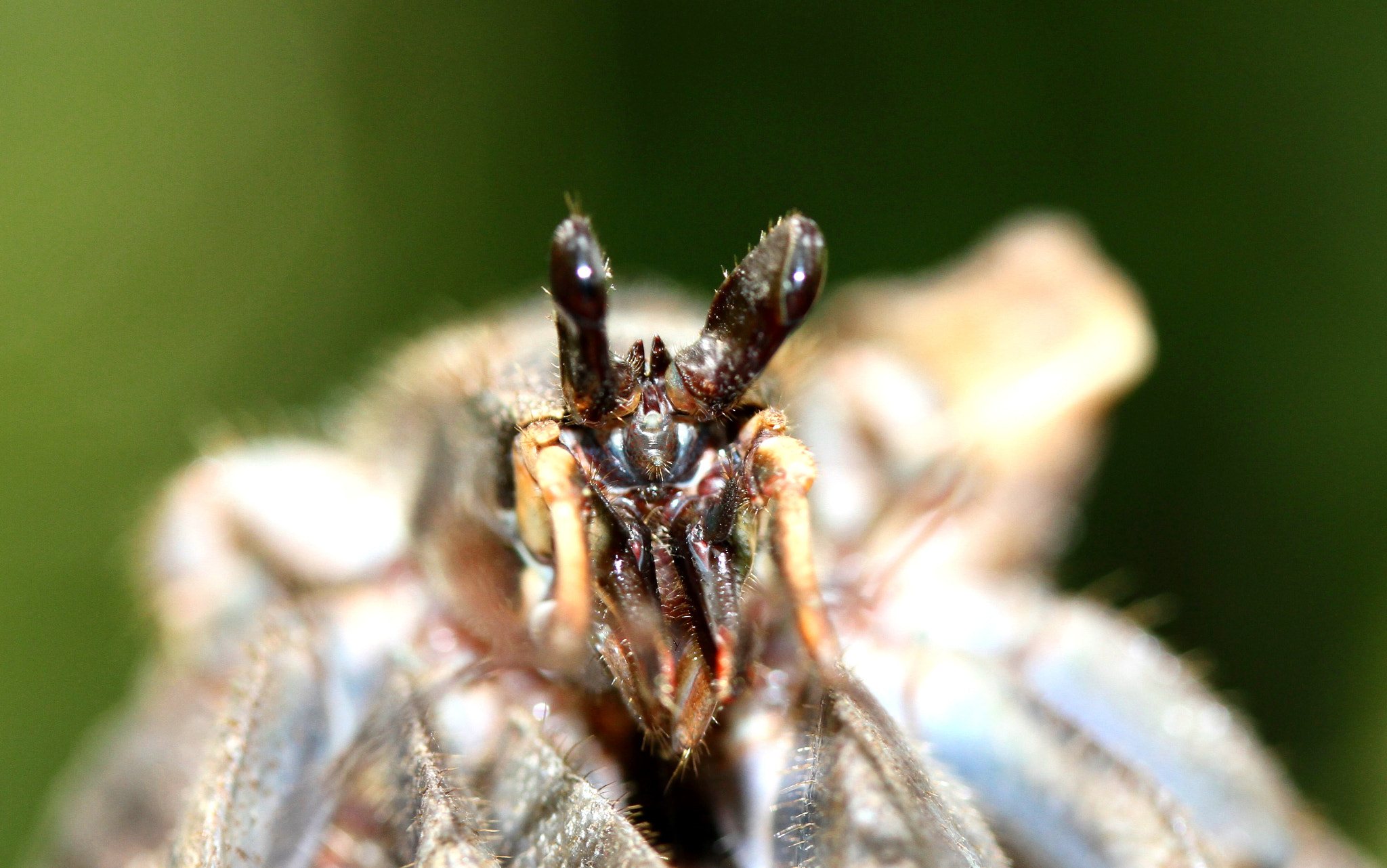 Canon EF-S 60mm F2.8 Macro USM sample photo. Hermit crab photography