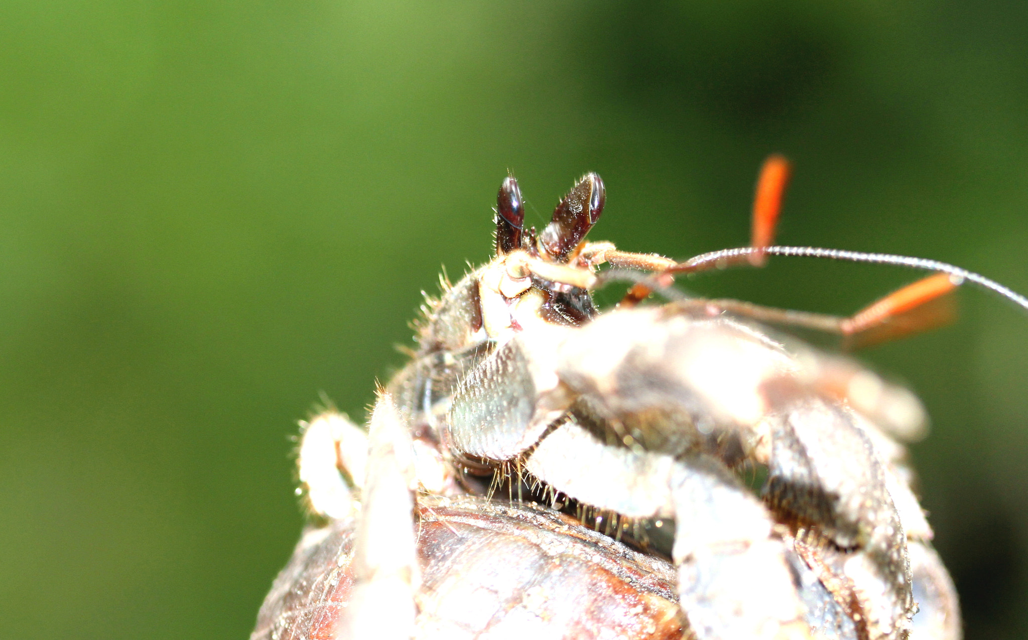 Canon EF-S 60mm F2.8 Macro USM sample photo. Hermit crab photography