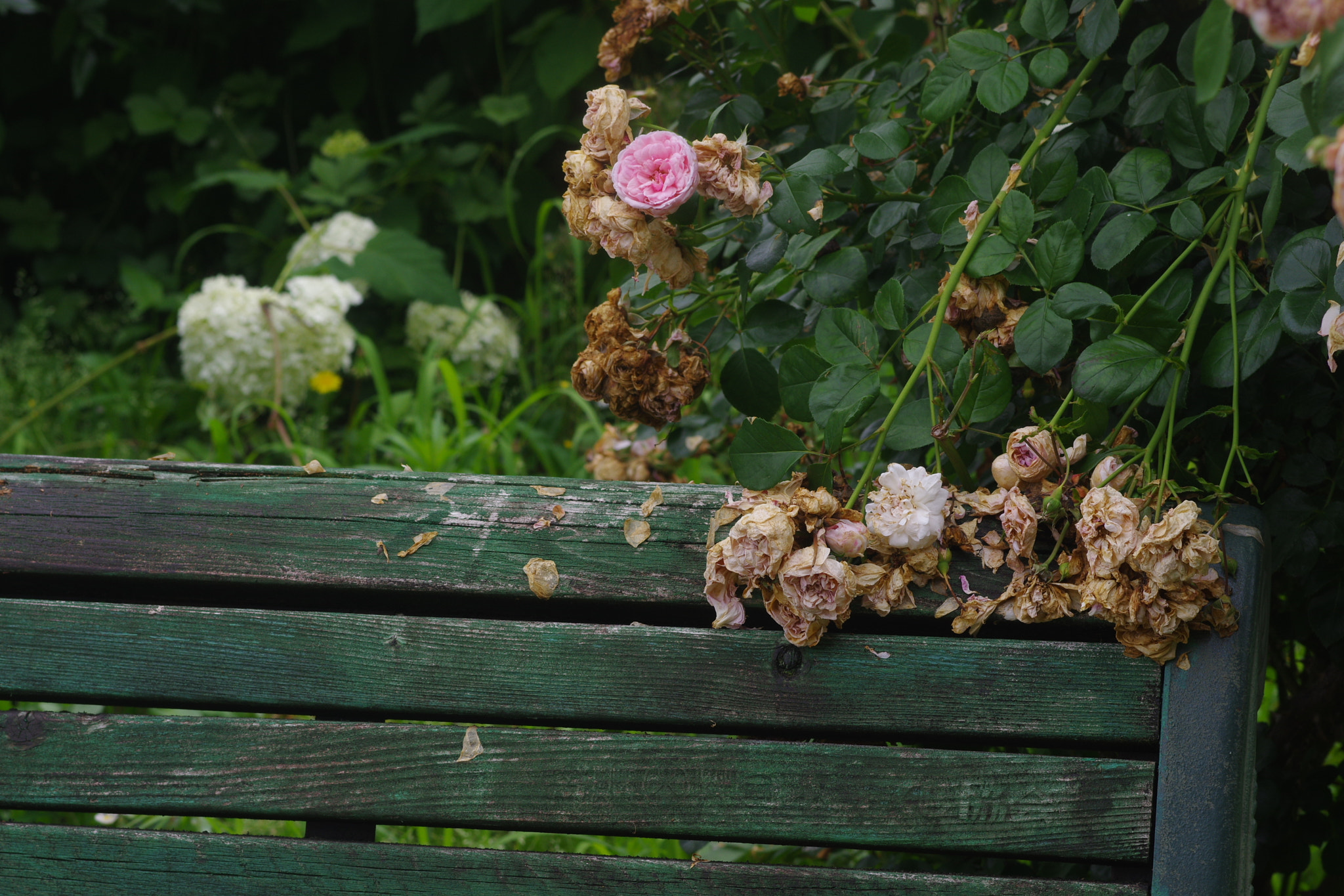 Pentax smc FA 77mm 1.8 Limited sample photo. Rose photography