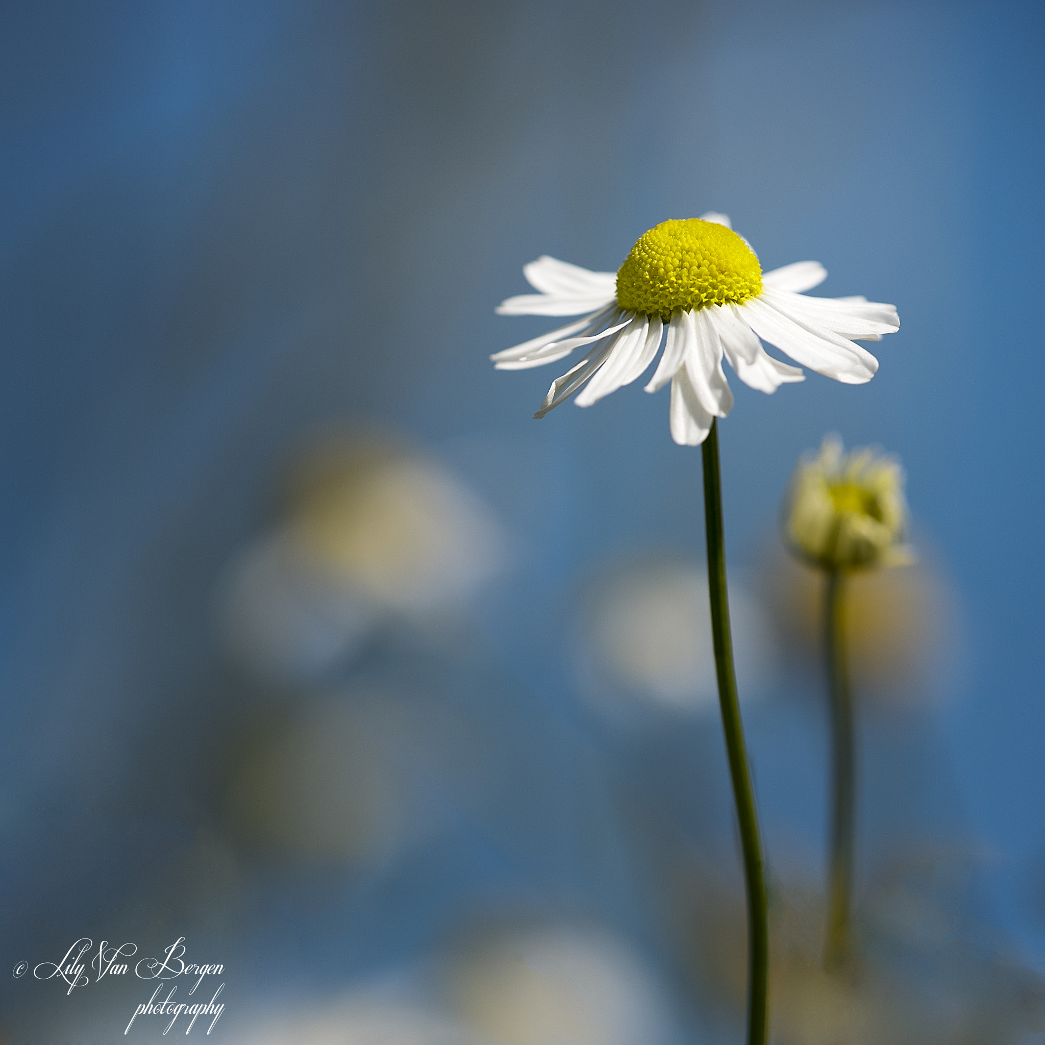 Sigma 150mm F2.8 EX DG Macro HSM sample photo. Beauty in the grass edge photography
