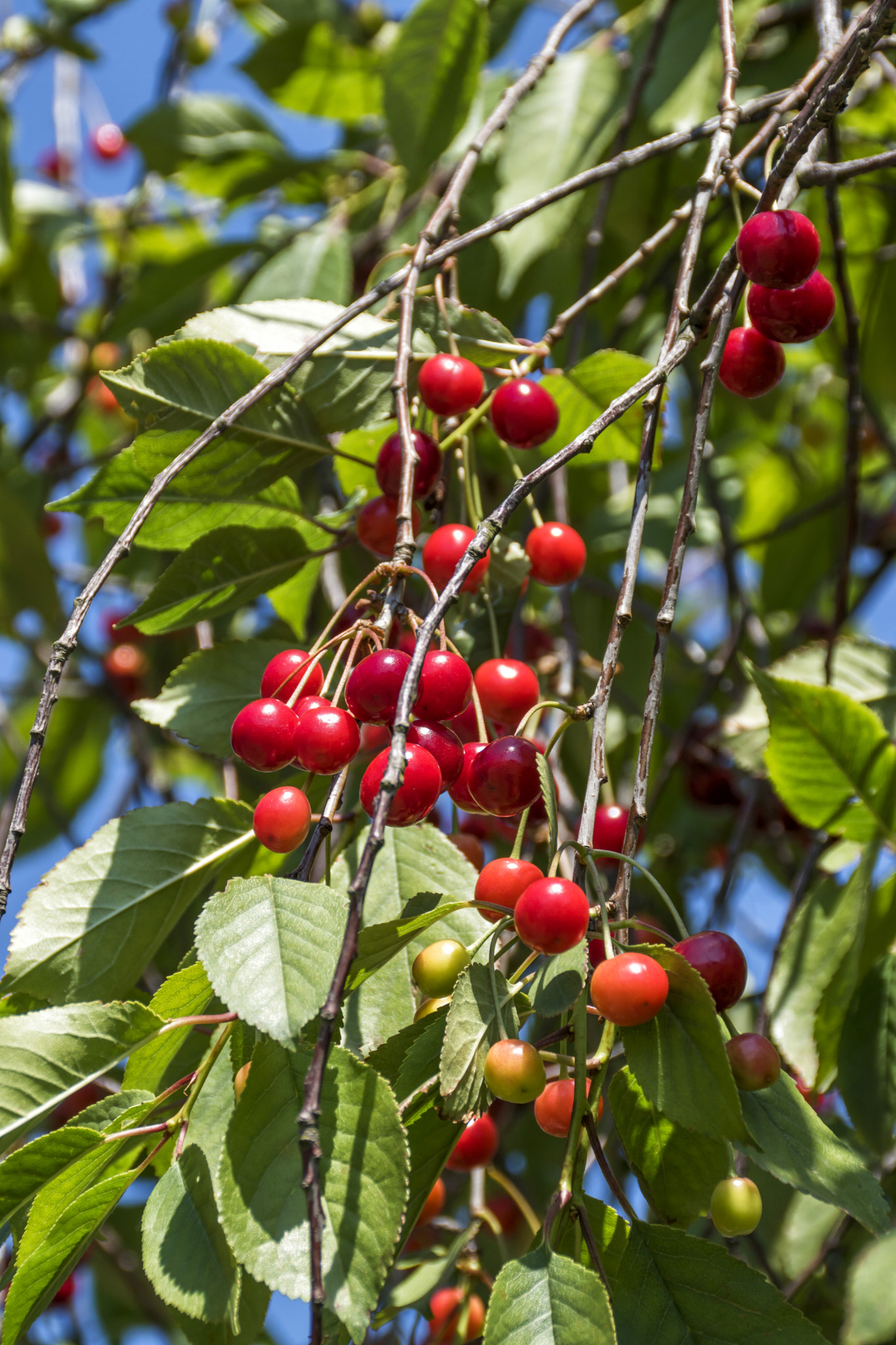 Sony DT 18-200mm F3.5-6.3 sample photo. Food in nature photography