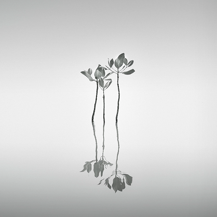 AF Zoom-Nikkor 80-200mm f/2.8 ED sample photo. Mangroves - still photography