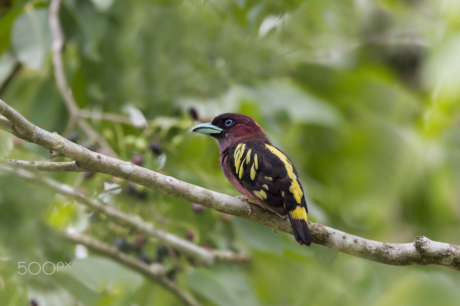 Nikon AF-S Nikkor 600mm F4E FL ED VR sample photo. Banded broadbill photography