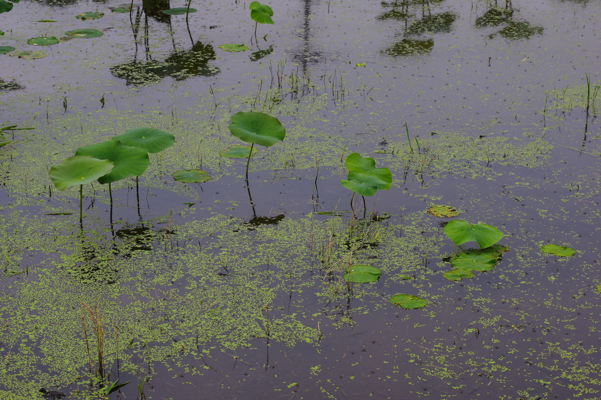 Pentax K-3 + Pentax smc DA* 55mm F1.4 SDM sample photo. Lotus leaf photography