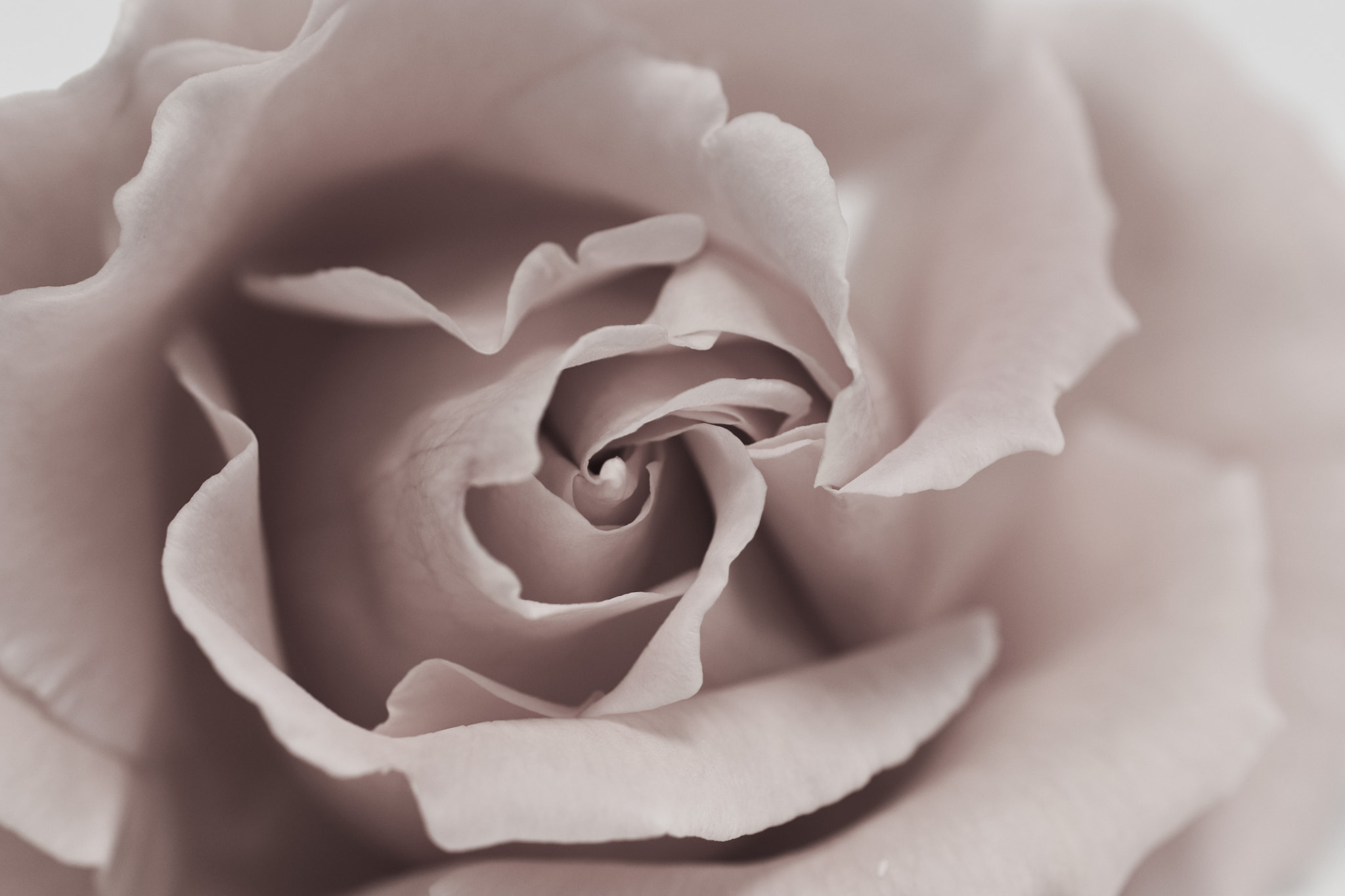 Nikon AF-S DX Micro Nikkor 40mm F2.8 sample photo. Rose photography