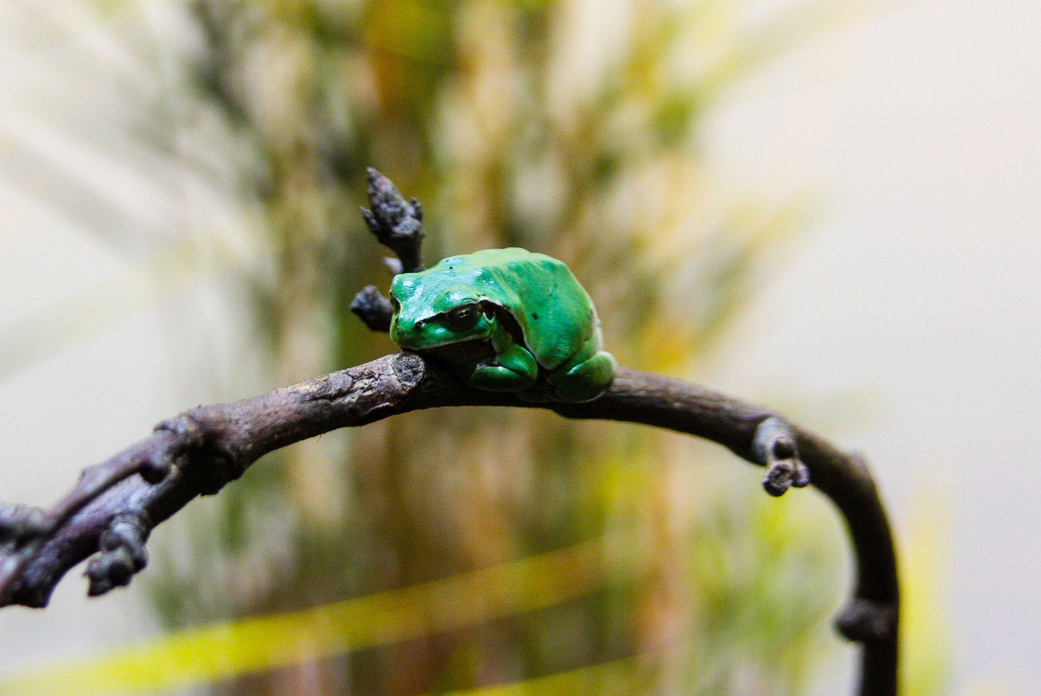 Canon EOS 40D sample photo. Little frog photography