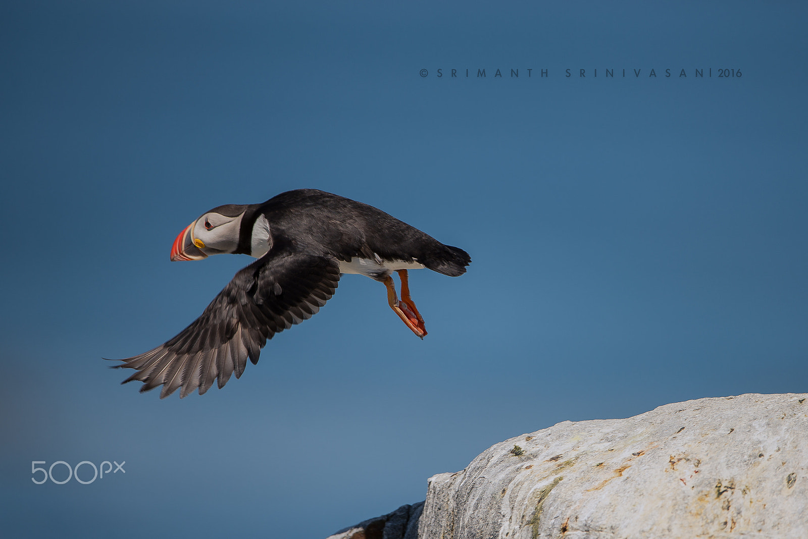 Nikon D610 + Nikon AF-S Nikkor 600mm F4G ED VR sample photo. Atlantic puffins photography