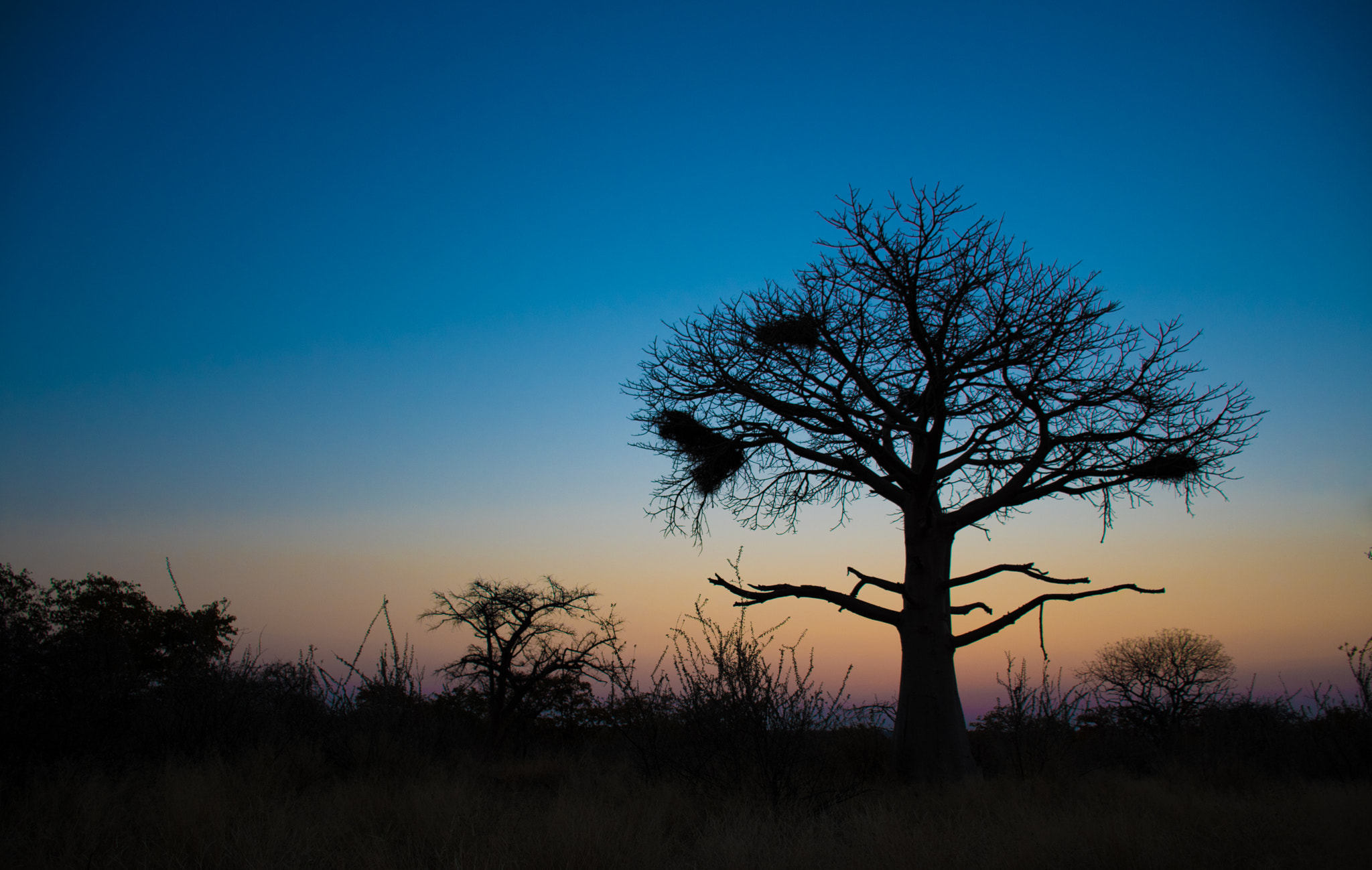 Nikon D500 sample photo. Baobab sunset photography