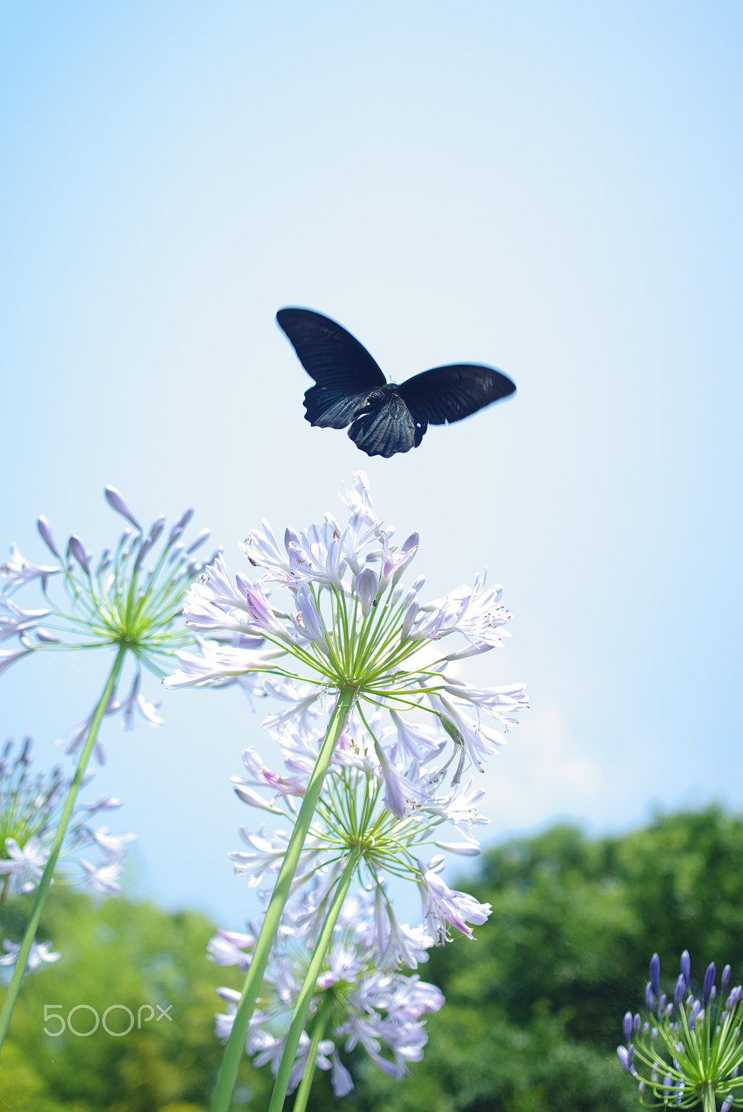 Pentax smc DA 35mm F2.8 Macro Limited sample photo. Black butterfly photography