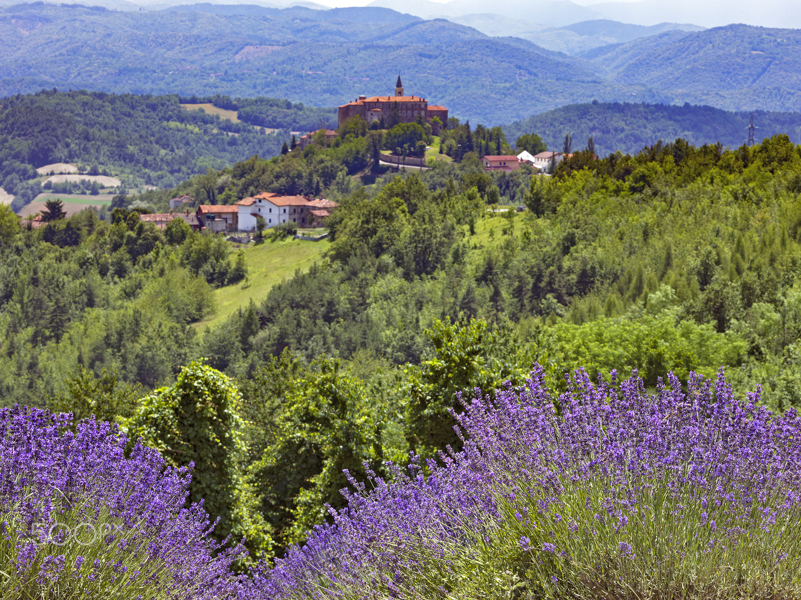 HC 120 II sample photo. Lavender fields on piedmont hills photography