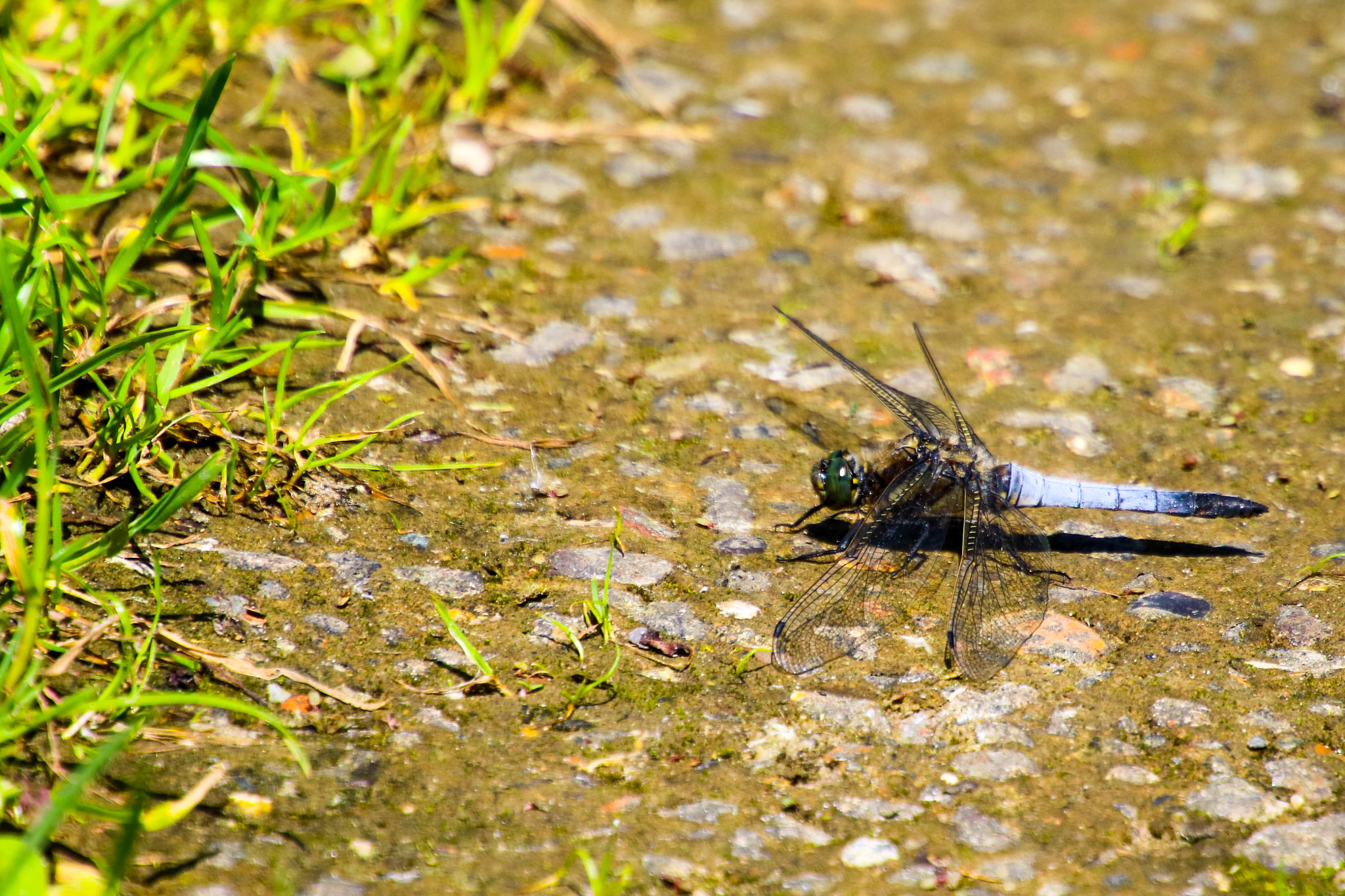 Canon EF 70-200mm F4L USM sample photo. Untitled photography