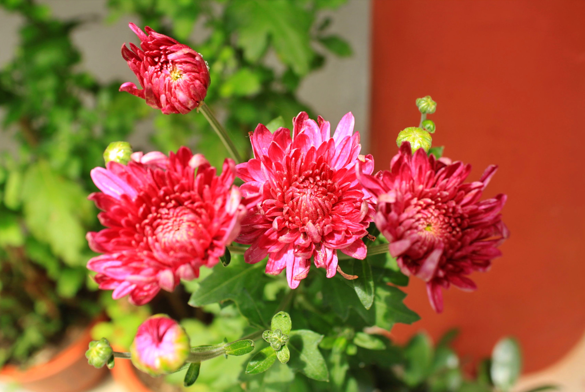 Canon EF-S 18-55mm F3.5-5.6 IS sample photo