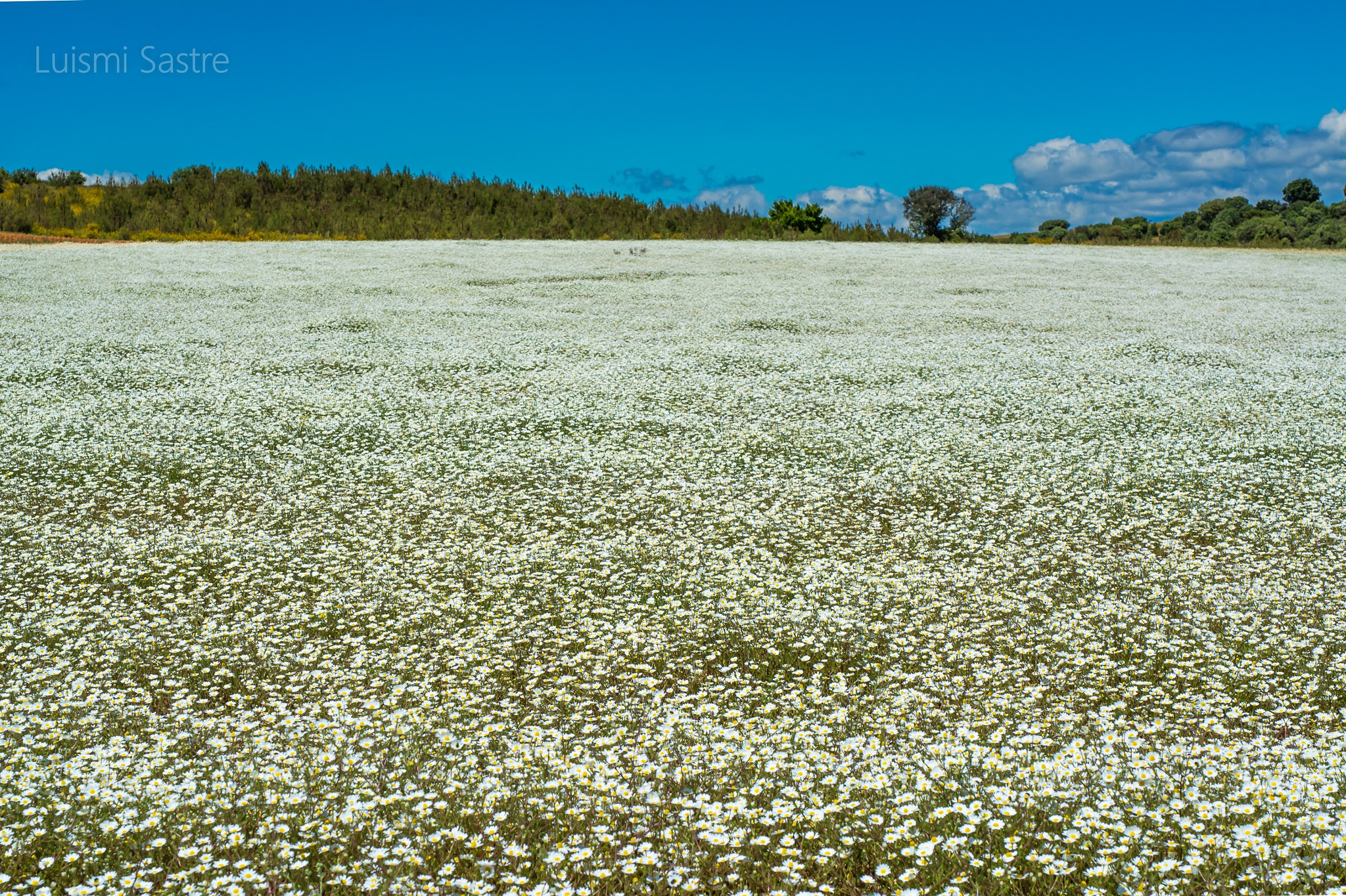 Nikon D5200 + Sigma 50mm F1.4 DG HSM Art sample photo. Campo de margaritas photography