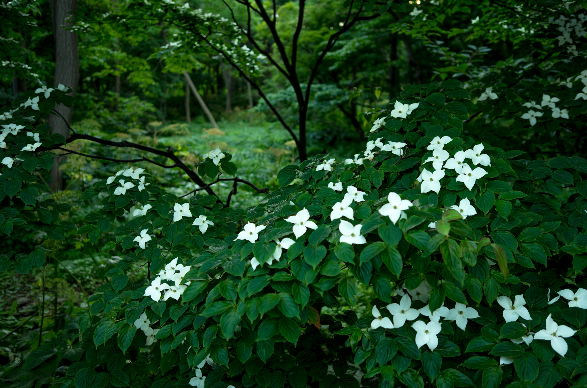 Summicron T 1:2 23 ASPH. sample photo. 街の中の自然 photography