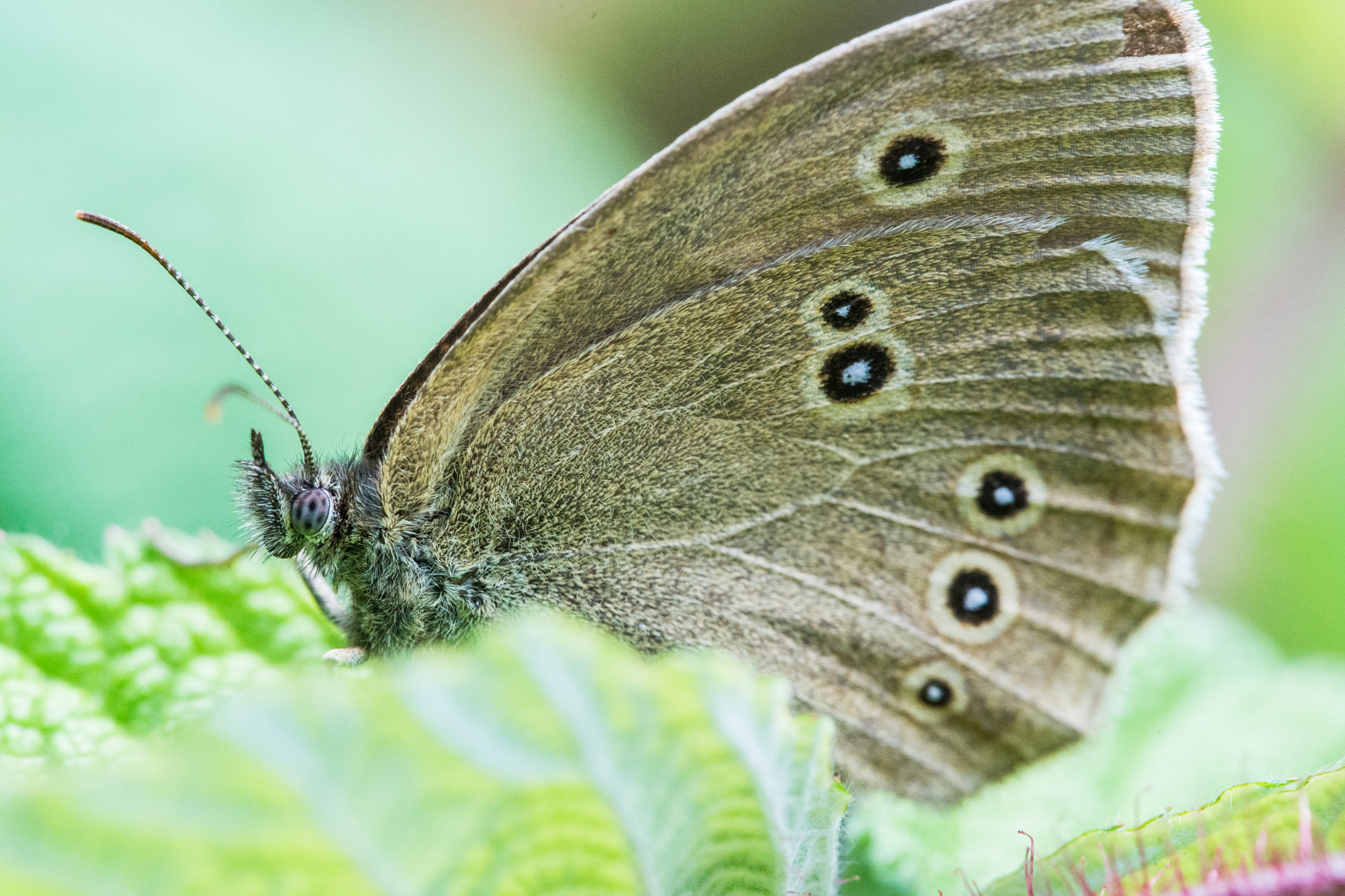 Sony a99 II + 90mm F2.8 Macro SSM sample photo. Butterfly photography