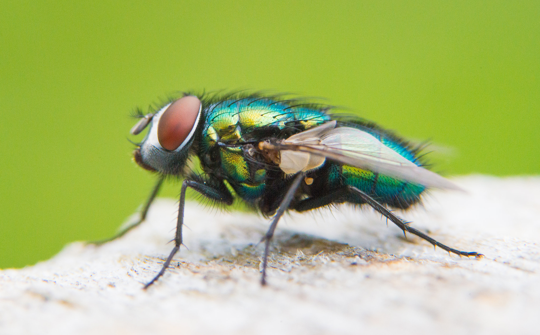 Sony a99 II + 90mm F2.8 Macro SSM sample photo. Fly photography