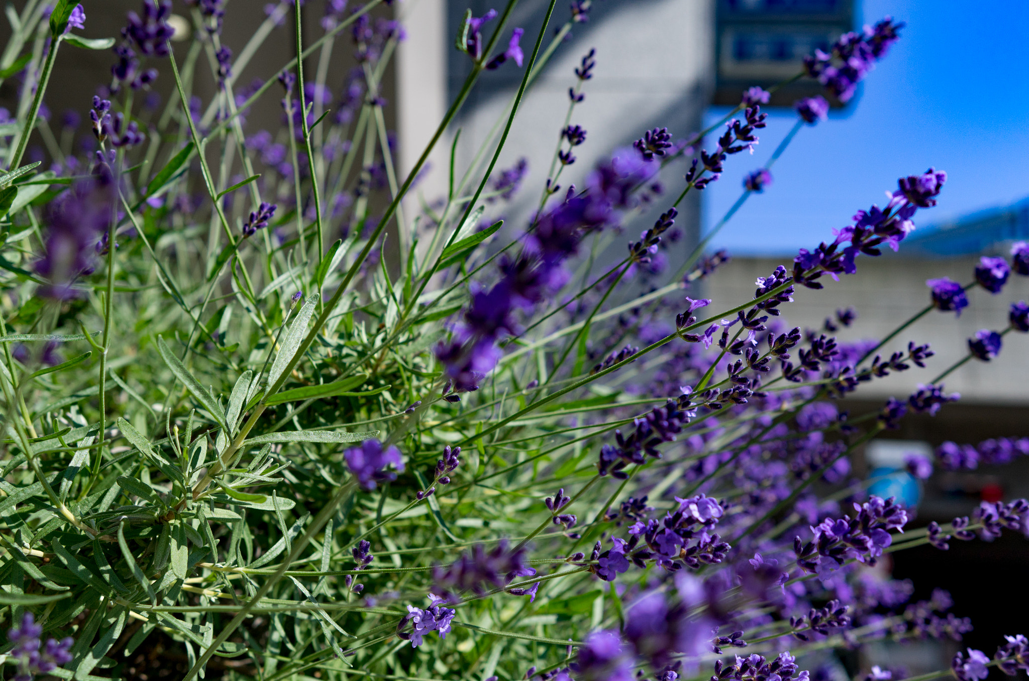 Summicron T 1:2 23 ASPH. sample photo. Lavender photography