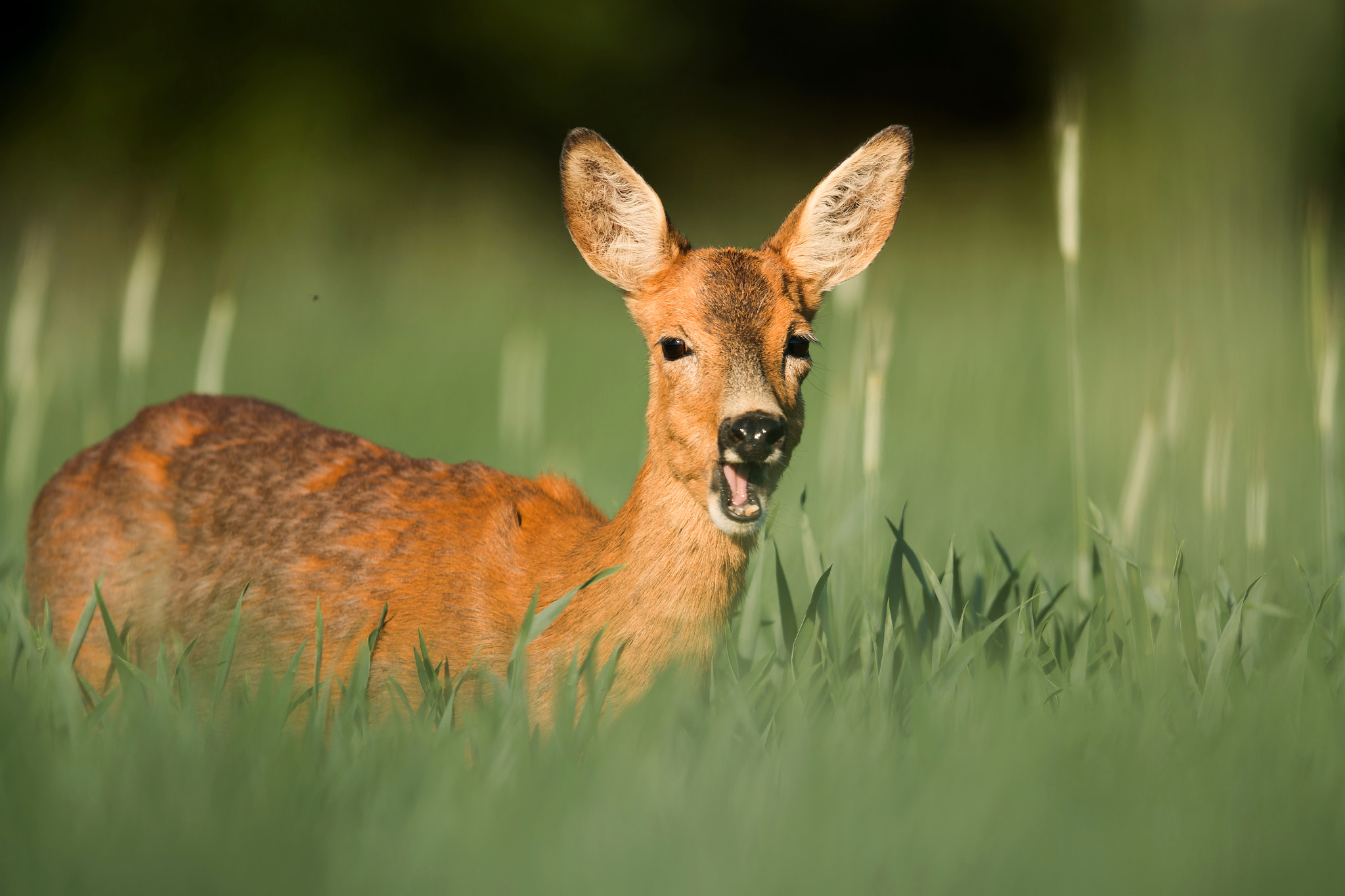 Canon EOS 70D + Canon EF 400mm F2.8L IS USM sample photo. Roe deer photography