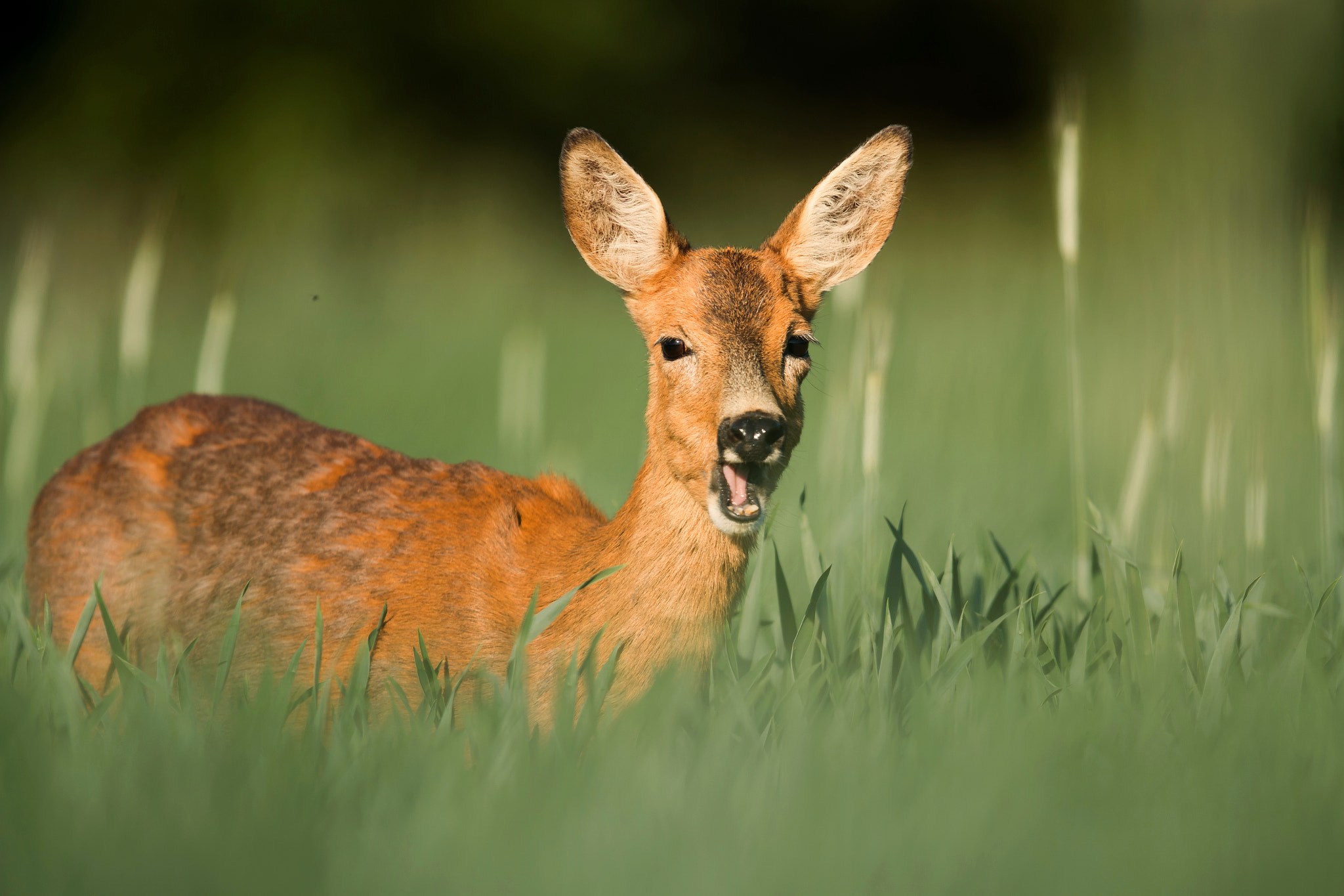 Canon EF 400mm F2.8L IS USM sample photo. Roe deer photography