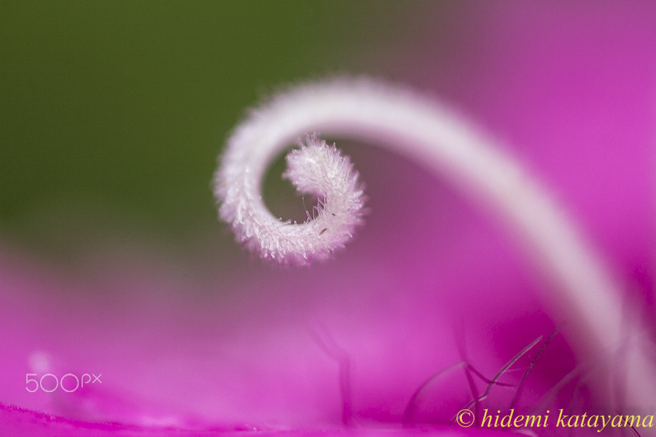 Canon MP-E 65mm F2.5 1-5x Macro Photo sample photo. Stamen of dianthus photography