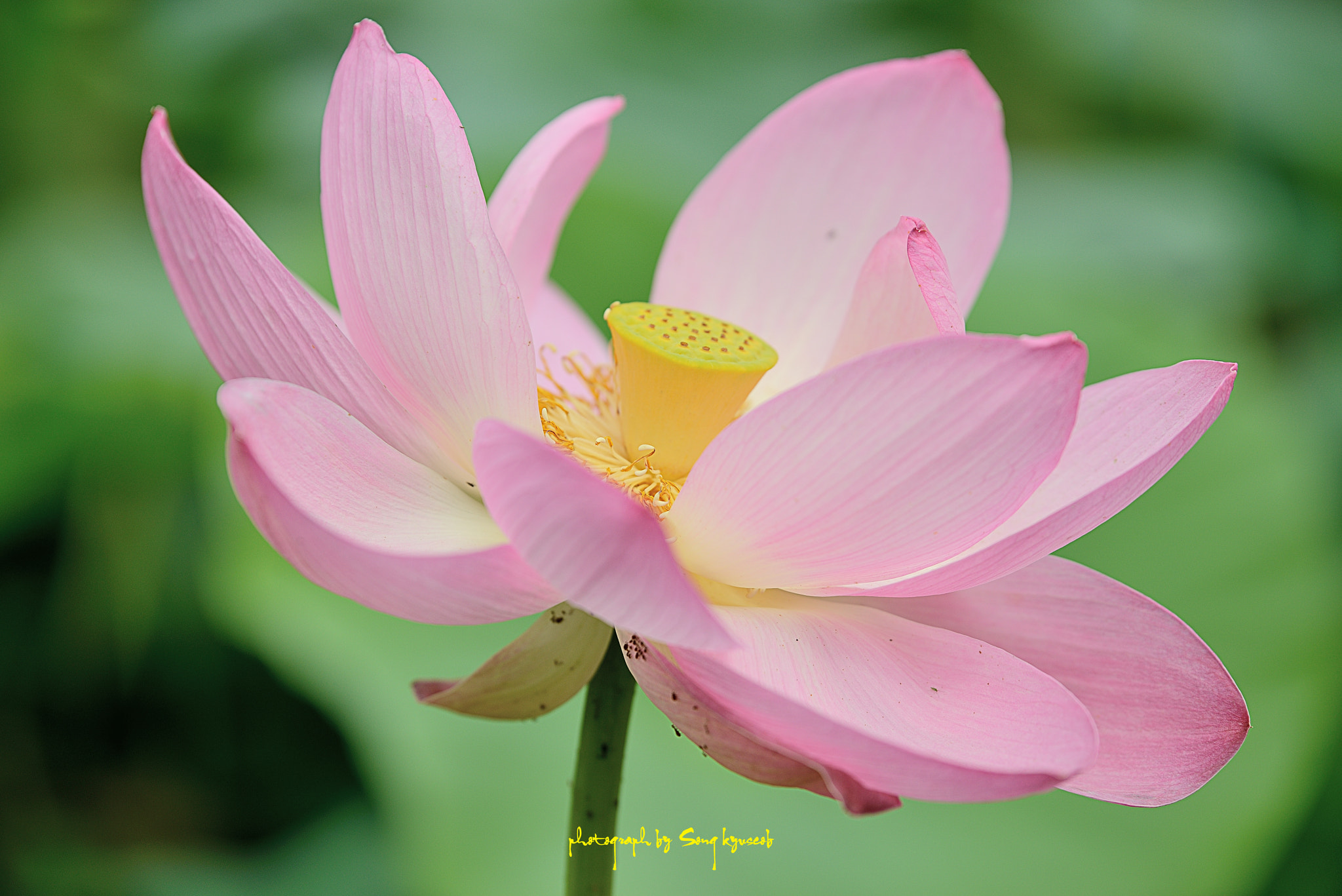 Tamron SP 70-200mm F2.8 Di VC USD sample photo. Lotus photography