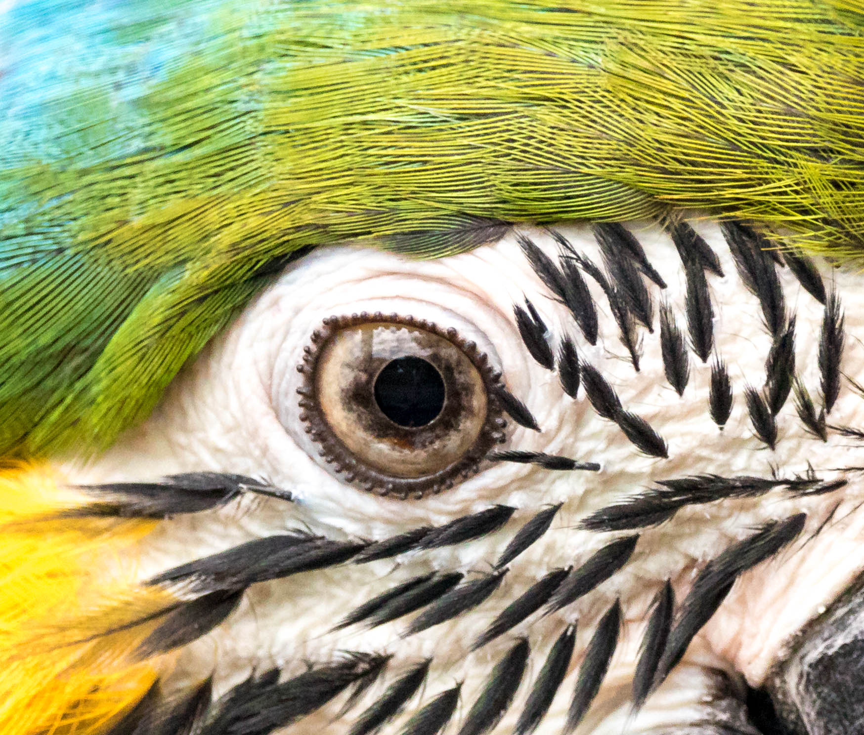 150-600mm F5-6.3 DG OS HSM | Contemporary 015 sample photo. Birds eye photography