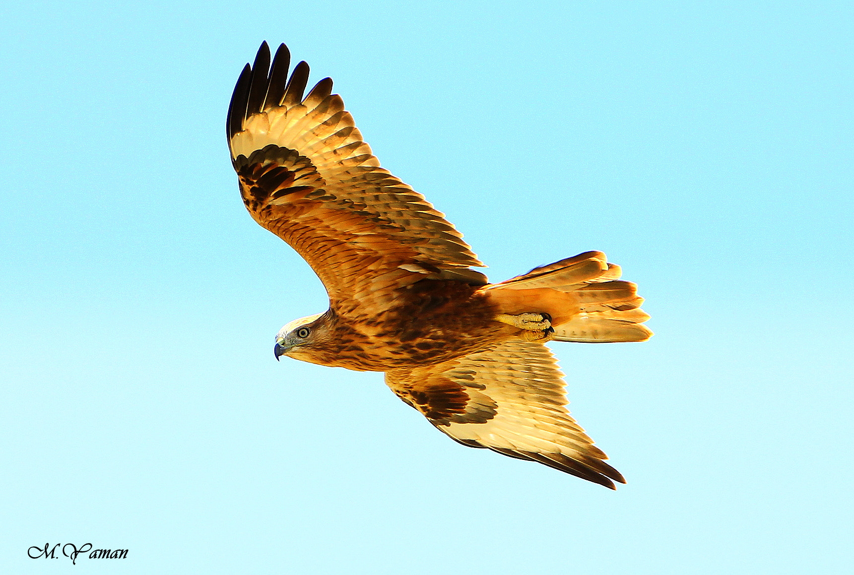 Tamron SP 150-600mm F5-6.3 Di VC USD sample photo. Kızıl şahin / long-legged buzzard photography
