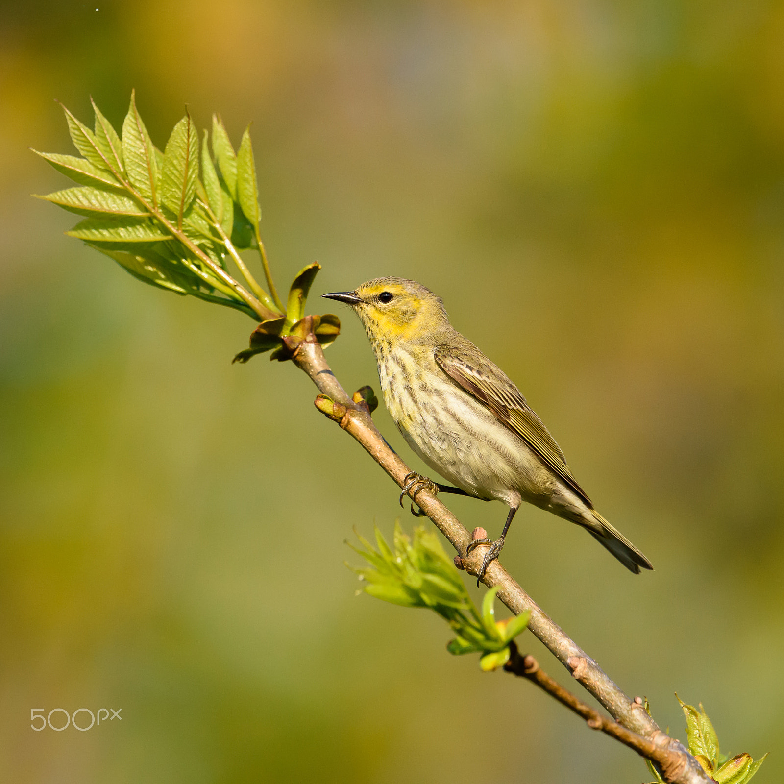Nikon AF-S Nikkor 500mm F4E FL ED VR sample photo. Cape may warbler photography