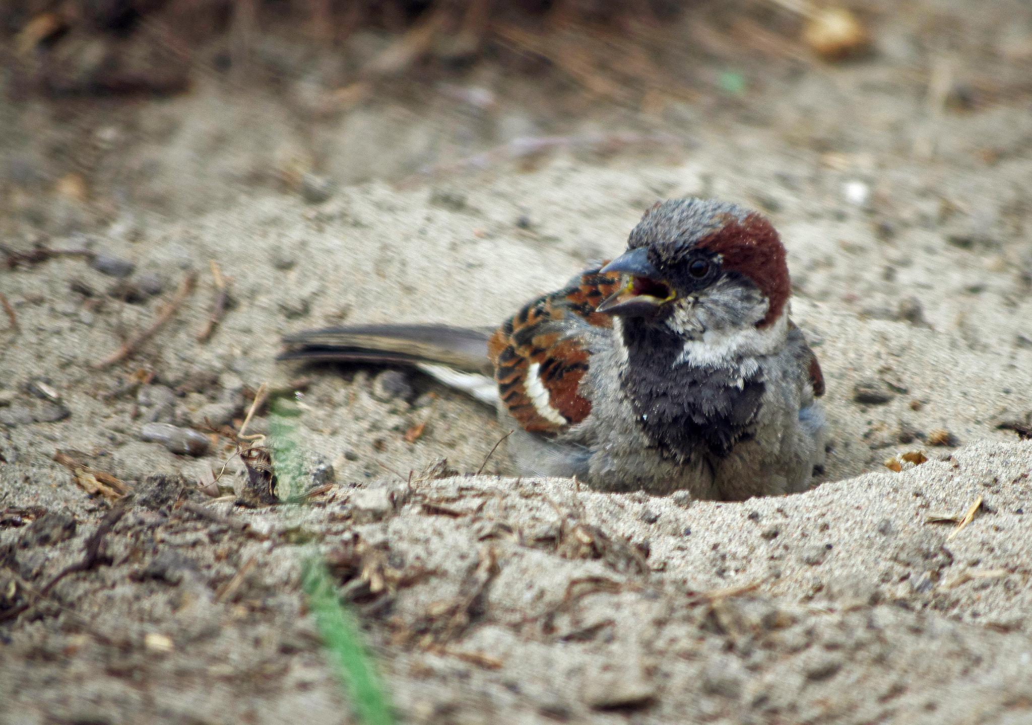Samsung/Schneider D-XENON 50-200mm F4-5.6 sample photo. Thug life photography