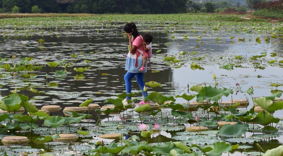 Nikon 1 J4 sample photo. I want to with you together to admire the lotus. photography