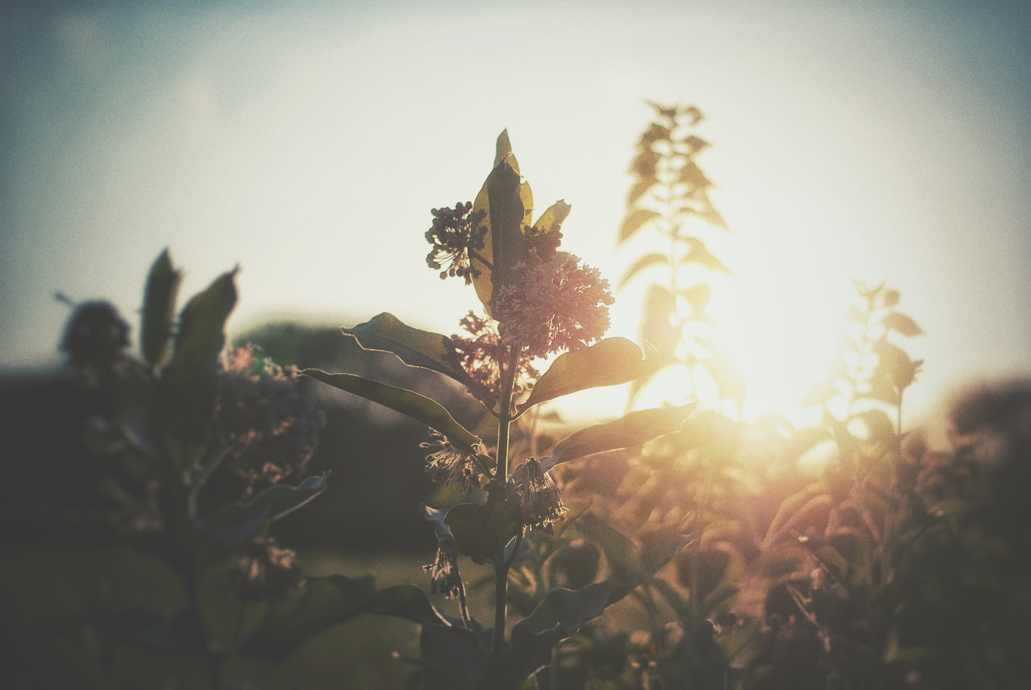 Nikon D80 + Nikon AF-S Nikkor 50mm F1.8G sample photo. Golden hour  photography