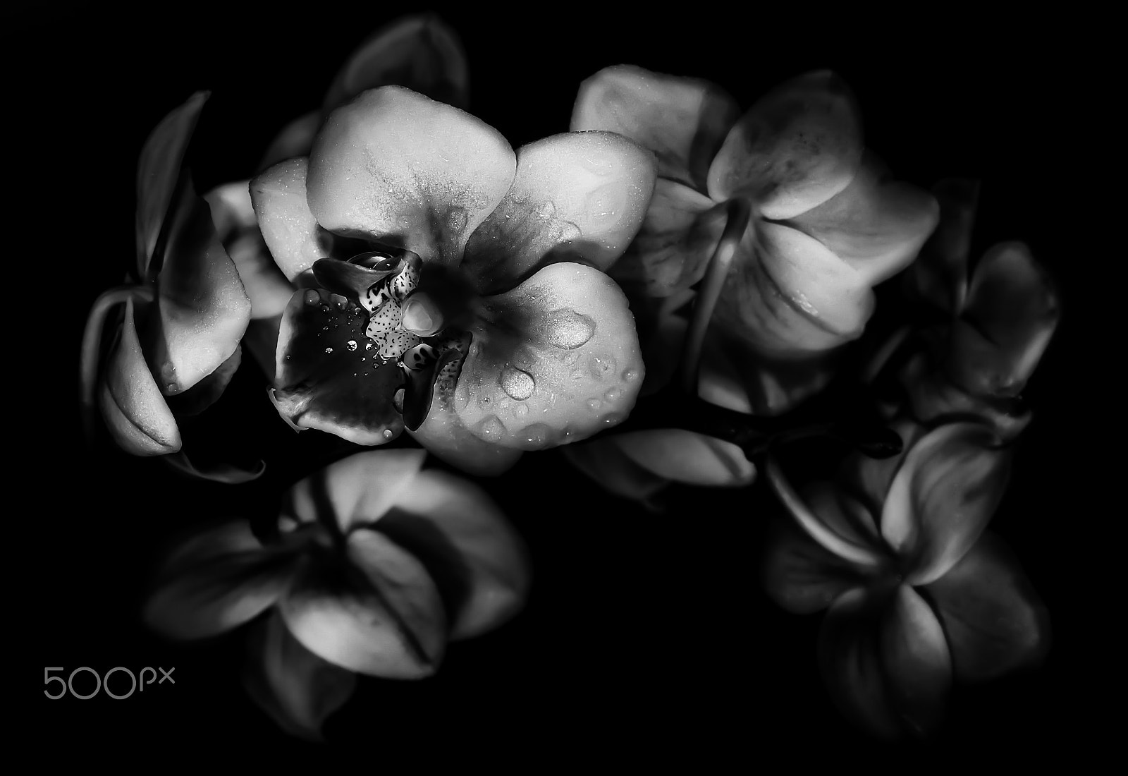 Canon EF 100mm F2.8 Macro USM sample photo. Bare photography