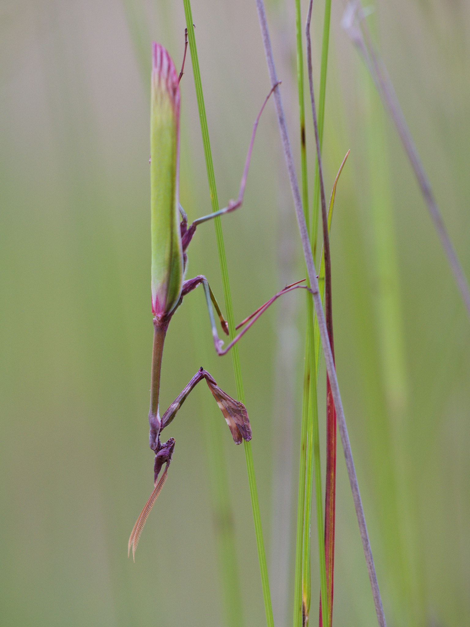 Olympus OM-D E-M1 + Sigma 150mm F2.8 EX DG Macro HSM sample photo. Praying mantis photography