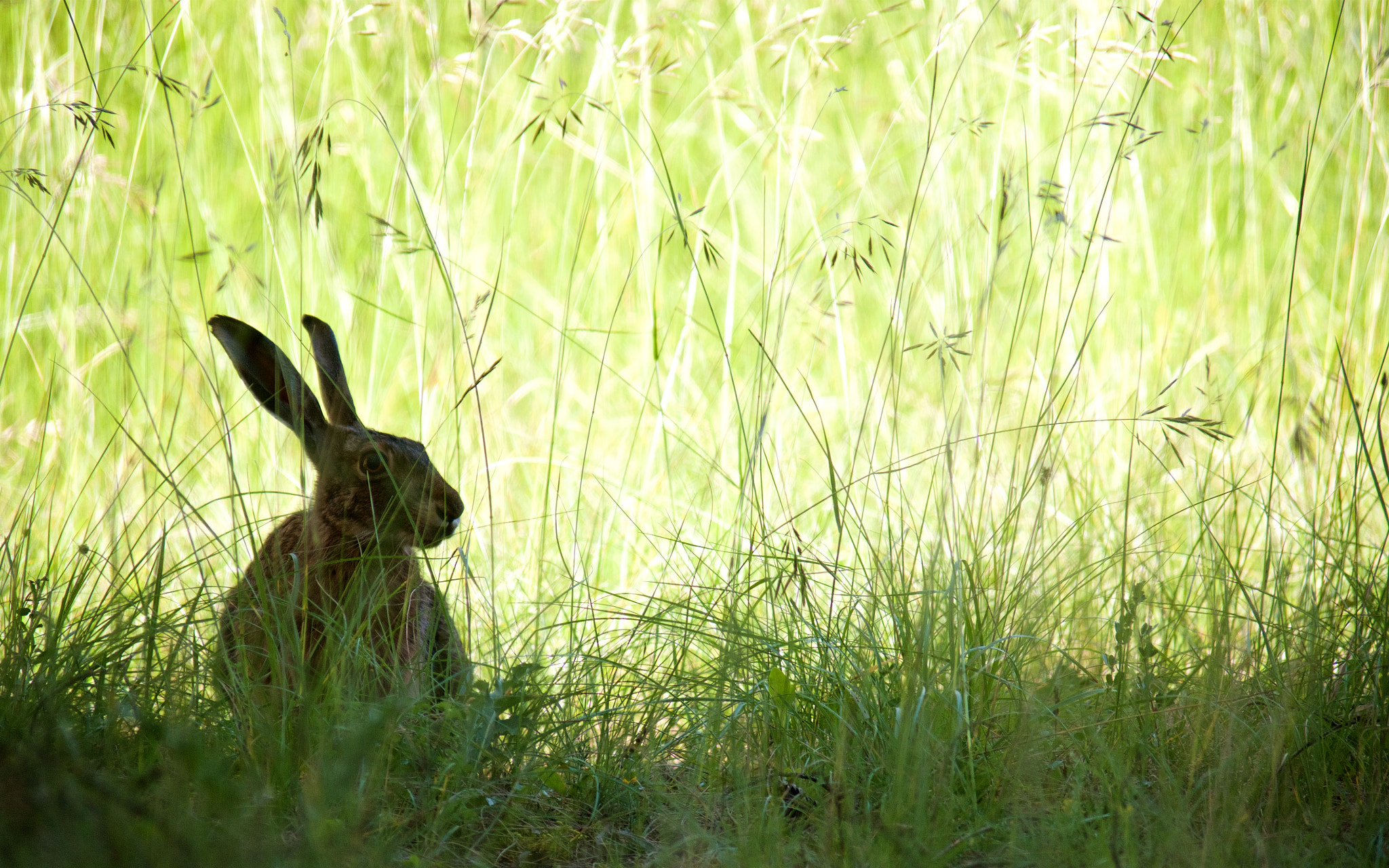 Olympus OM-D E-M1 + Olympus Zuiko Digital ED 90-250mm F2.8 sample photo. Hare silhouette photography