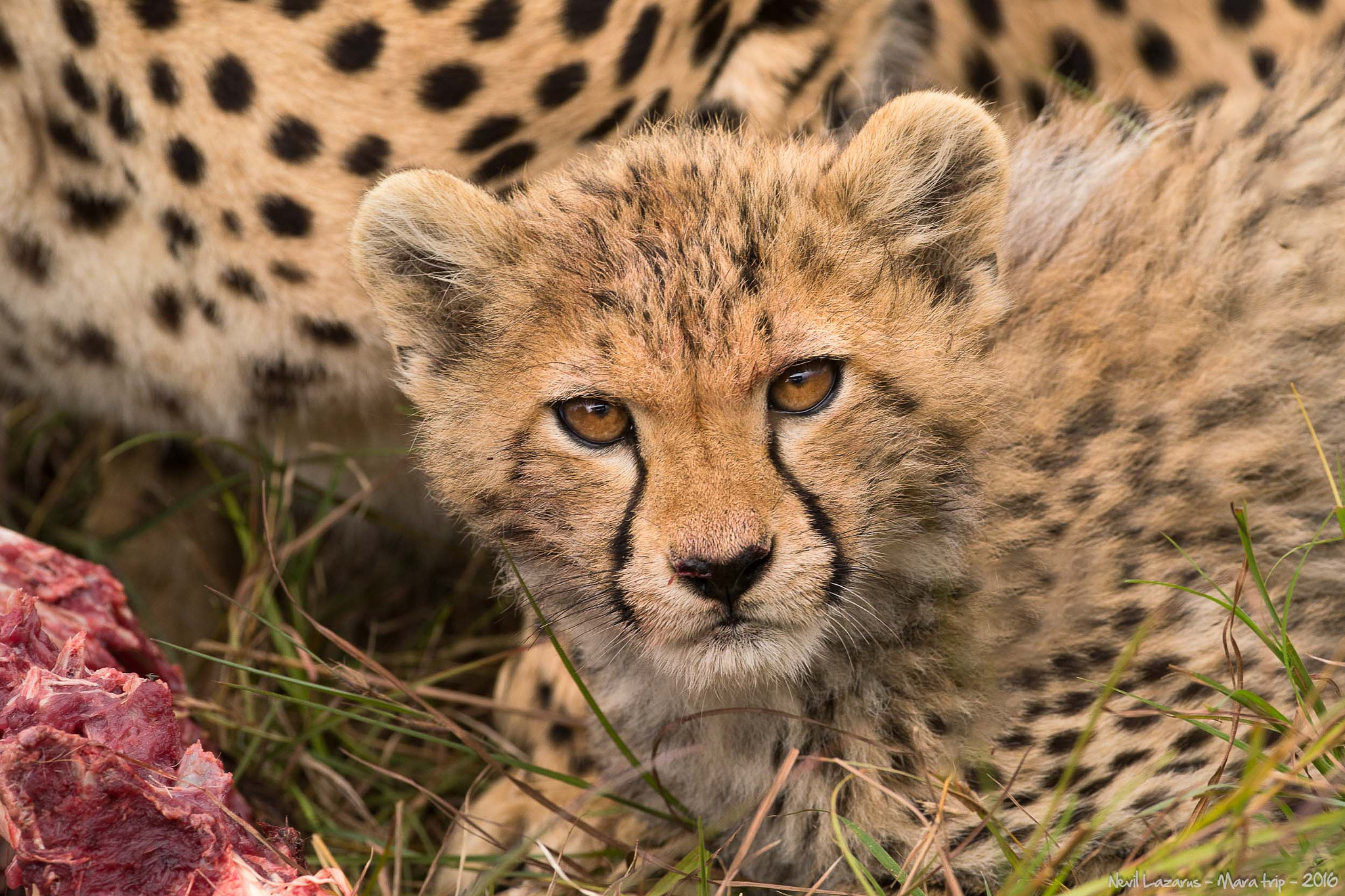 Canon EOS-1D X + Canon EF 200-400mm F4L IS USM Extender 1.4x sample photo. Cheetah cub at a kill photography