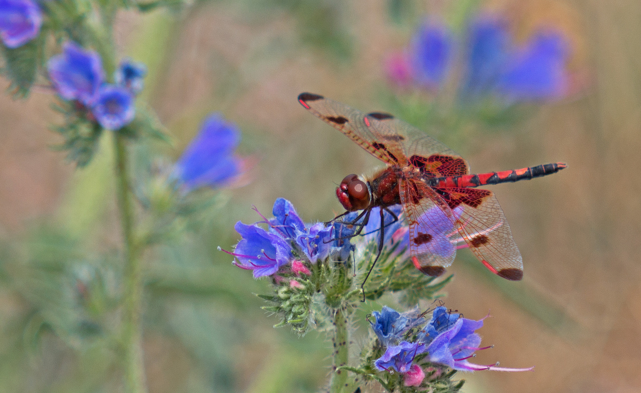 Canon EOS 70D + Canon EF 70-200mm F2.8L USM sample photo. Elisa skimmer dragonfly photography