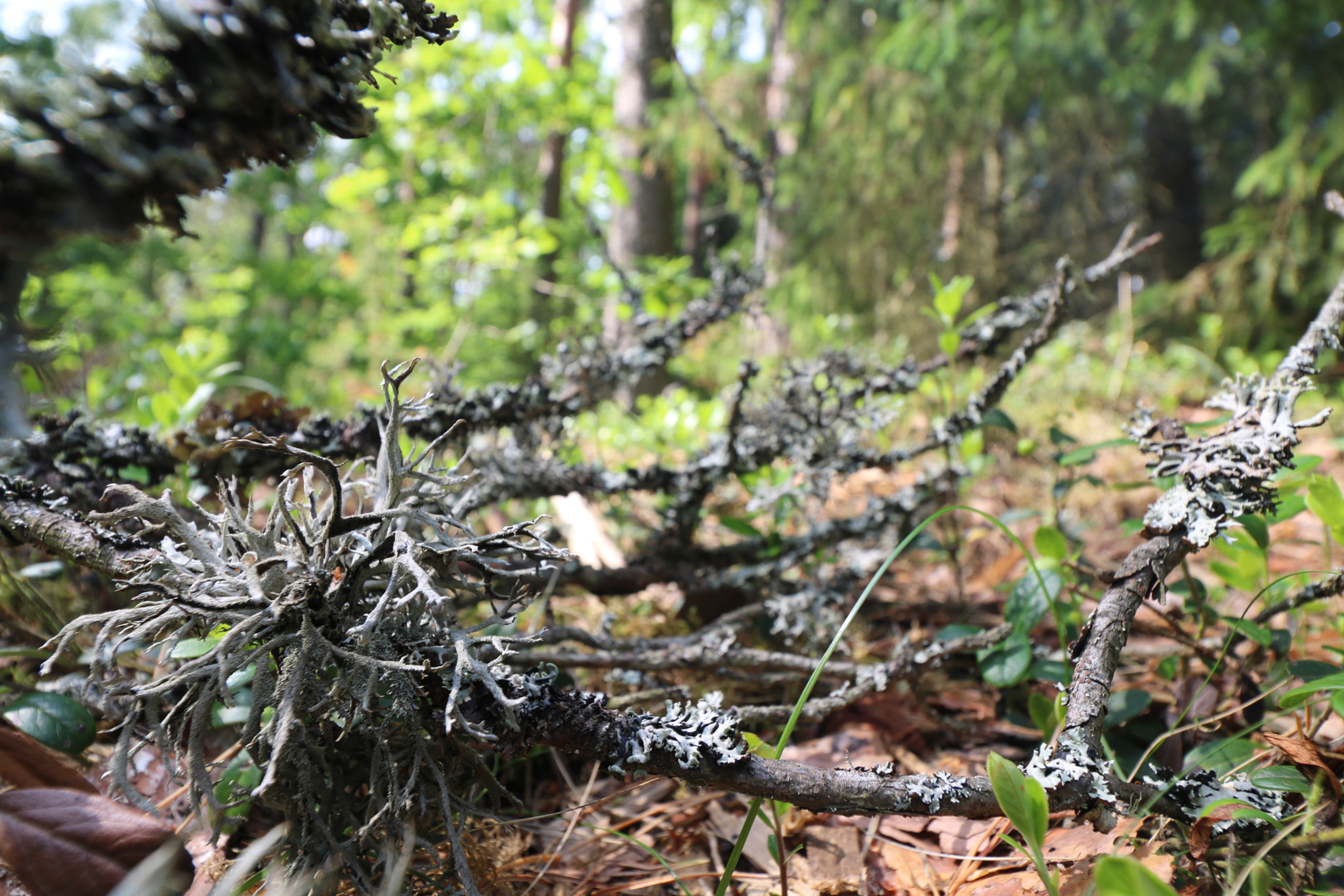 Canon EOS 760D (EOS Rebel T6s / EOS 8000D) + Canon EF-S 10-18mm F4.5–5.6 IS STM sample photo. Forest photography