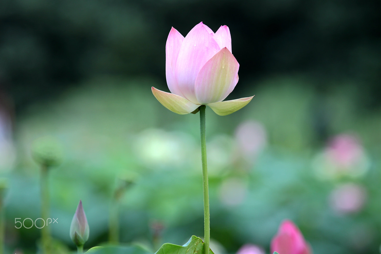 Canon EF 100-400mm F4.5-5.6L IS USM sample photo. Send a flower to my friends in 500px. photography