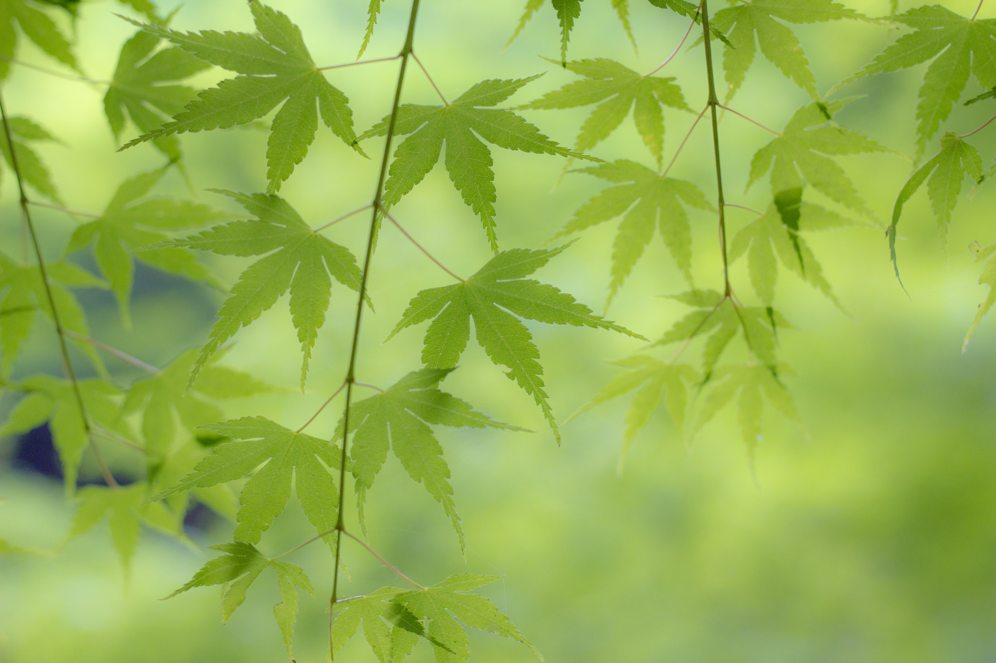 Canon EOS 600D (Rebel EOS T3i / EOS Kiss X5) sample photo. 川沿い青楓 photography